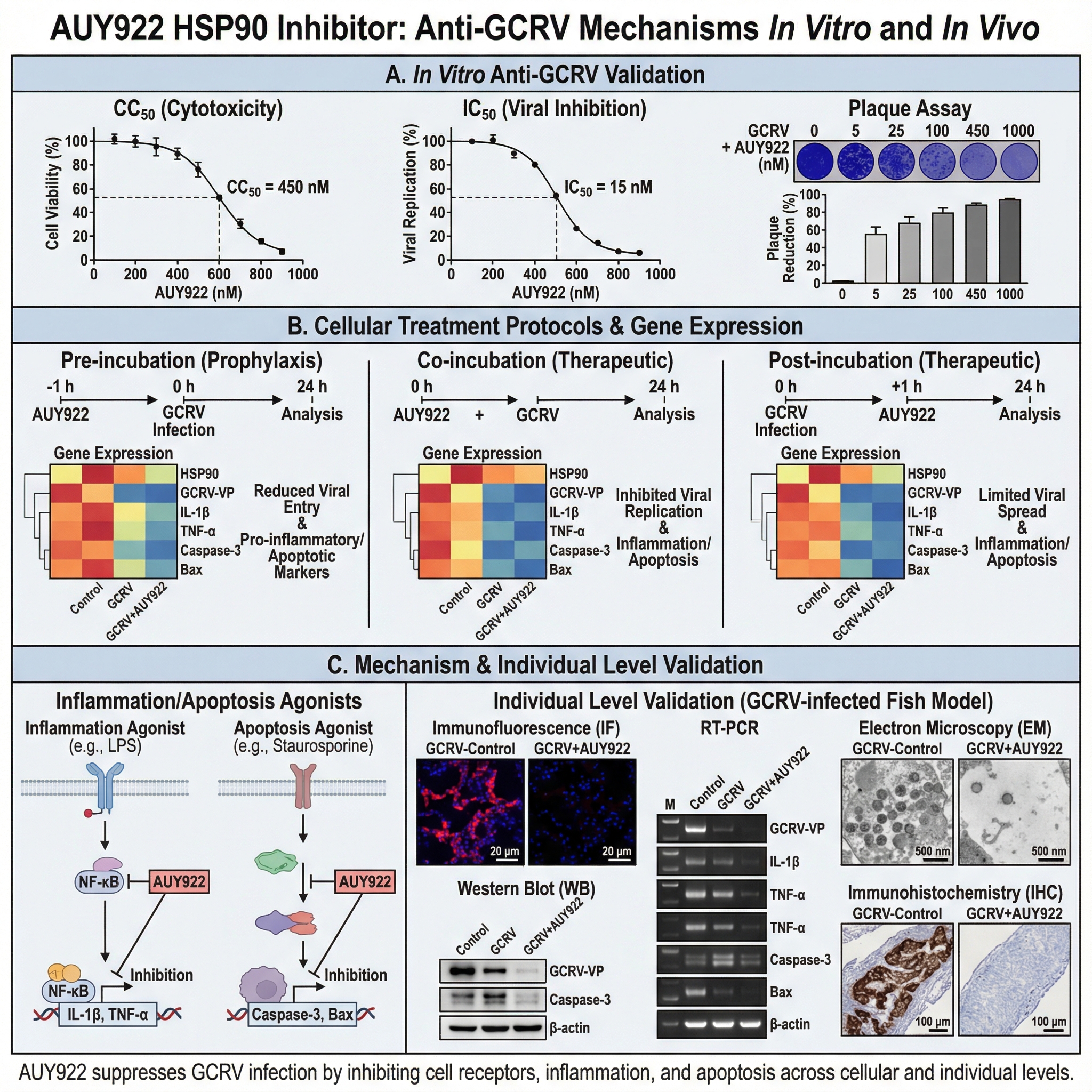 1. In vitro CC50, IC50, and plaque assays of the HSP90 in... | SciDraw ...