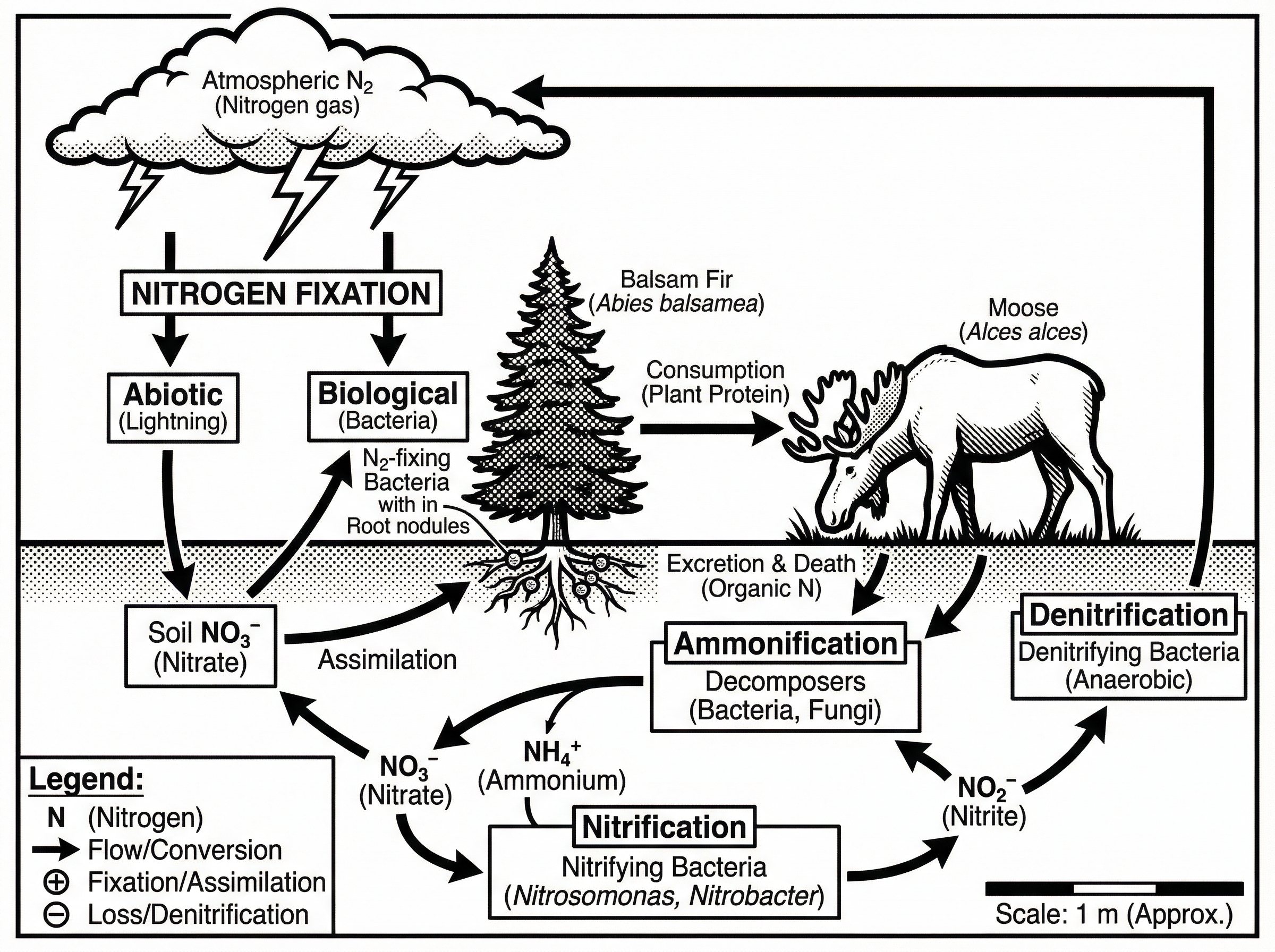 Nitrogen Cycle Diagram