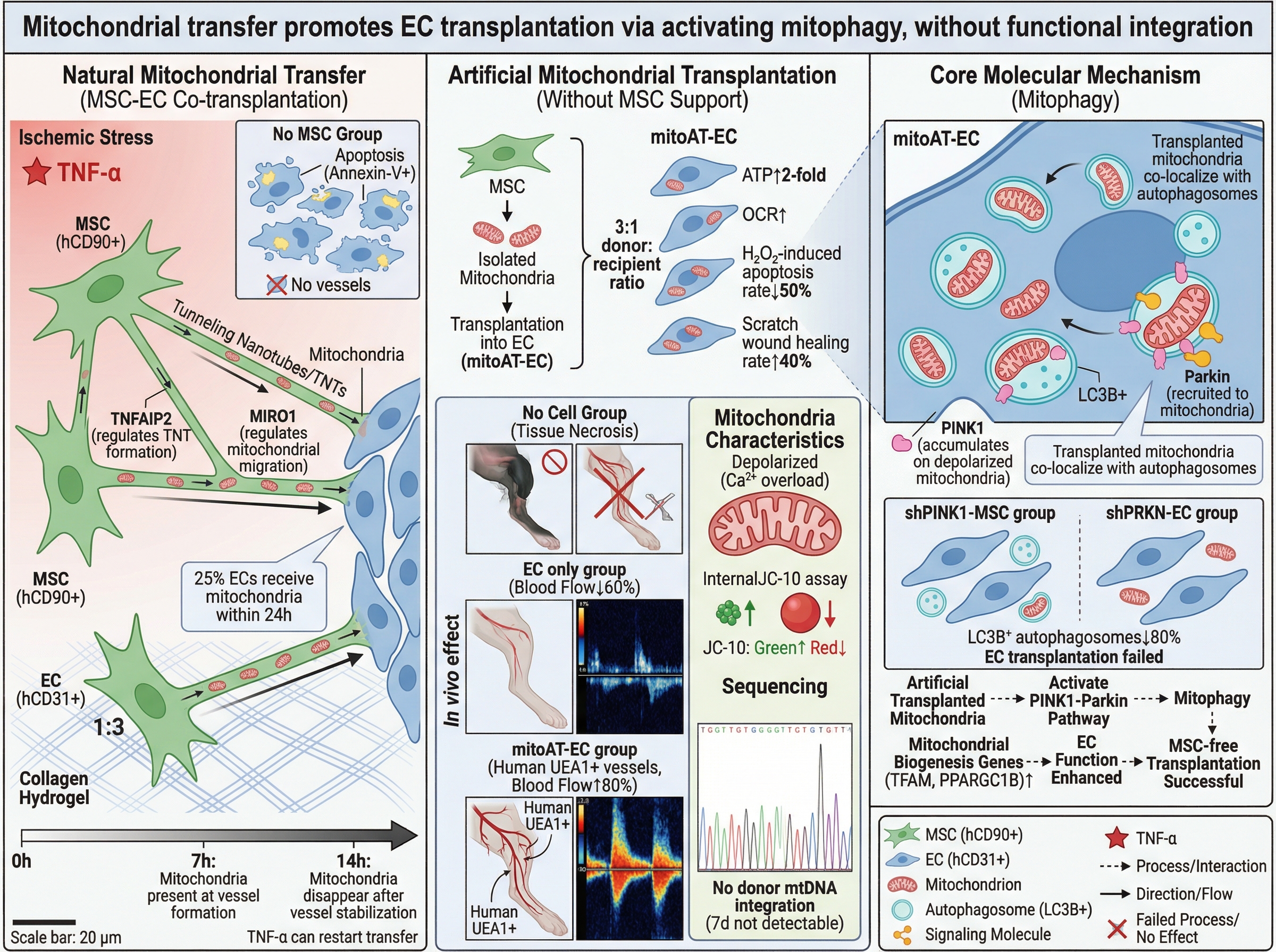 ## BioRender-Style Schematic Diagram Prompts (Mitochondri... | SciDraw ...