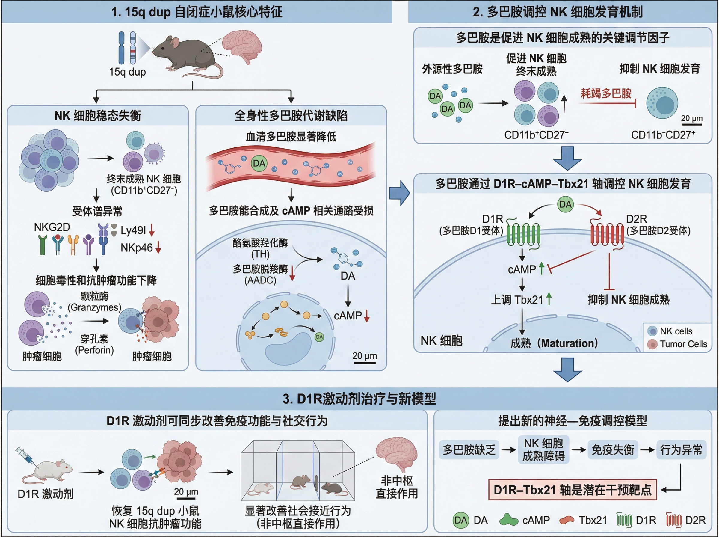 NK Cell Homeostasis