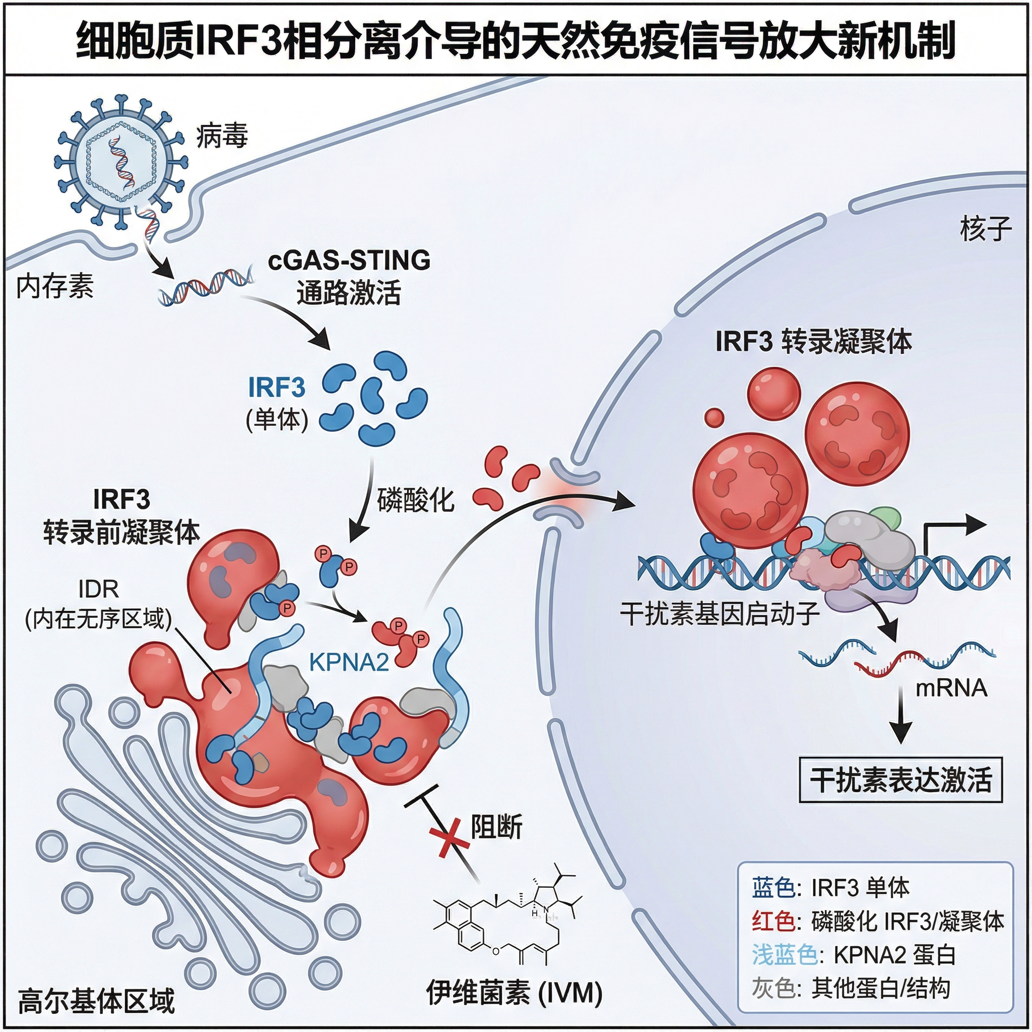 Following viral infection, interferon regulatory factor 3... | SciDraw ...