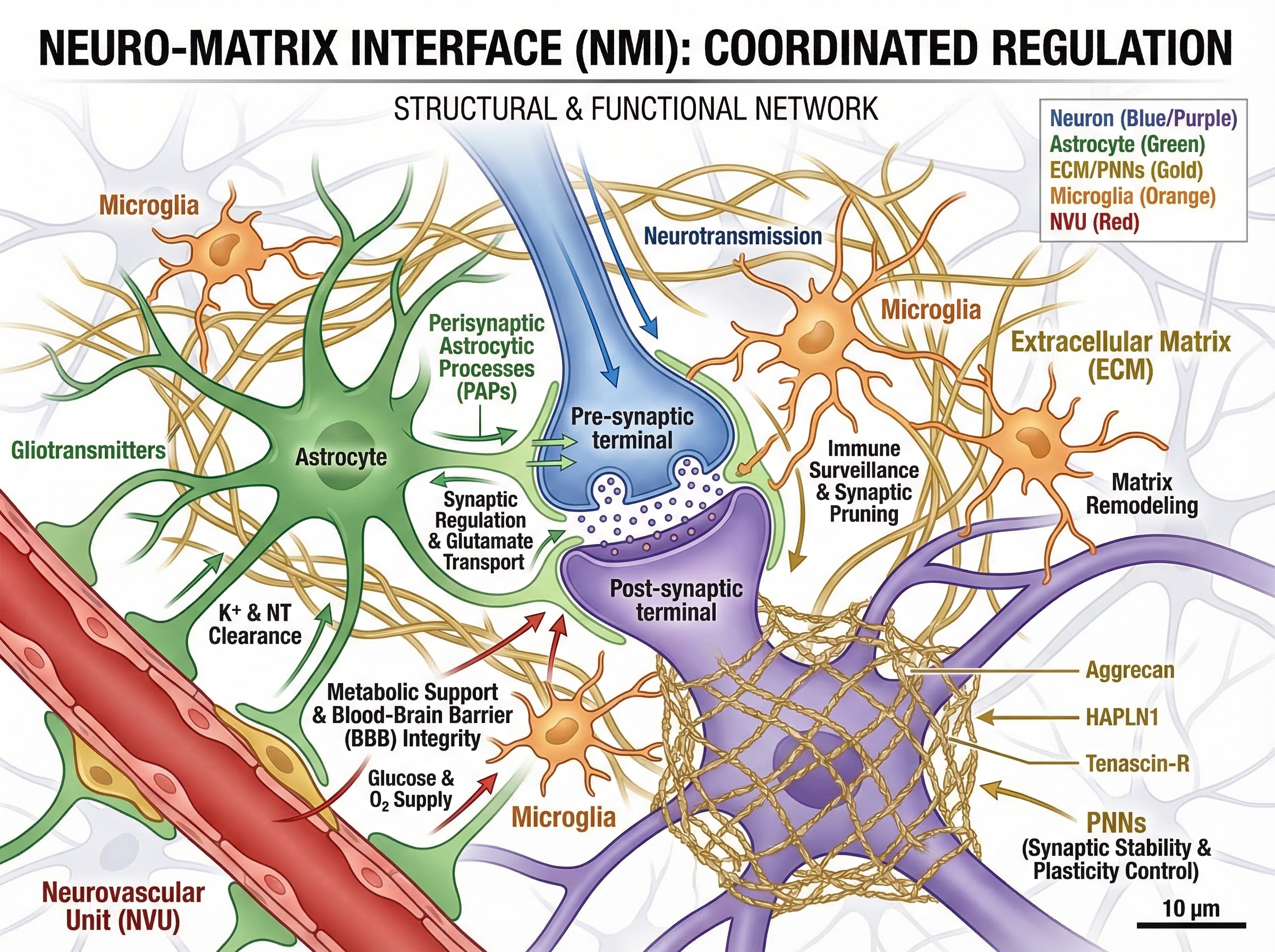 Schematic representation of the Neuro-Matrix Interface (N... | SciDraw ...