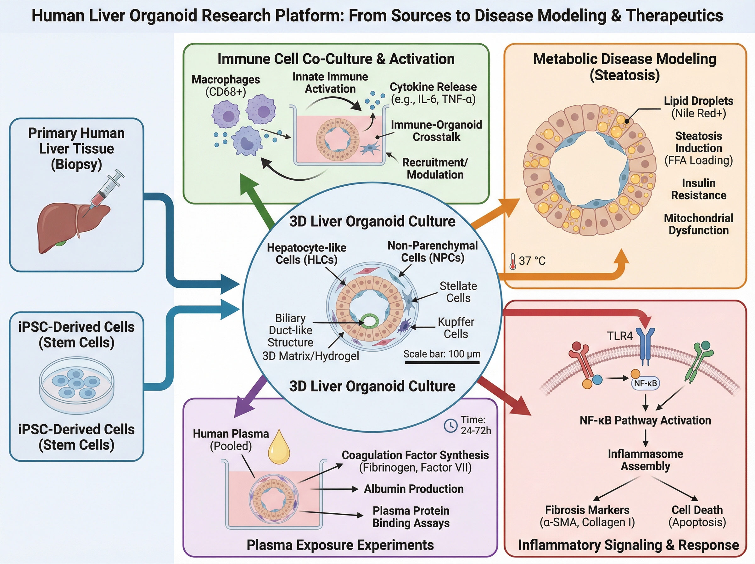 Create a detailed scientific graphical abstract illustrat... | SciDraw ...