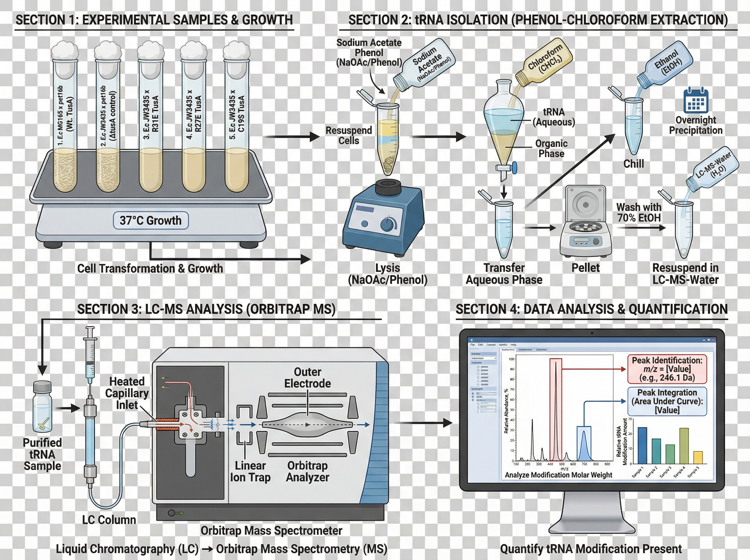 The following samples were used: E. coli MG1655 x pet16b ... | SciDraw ...