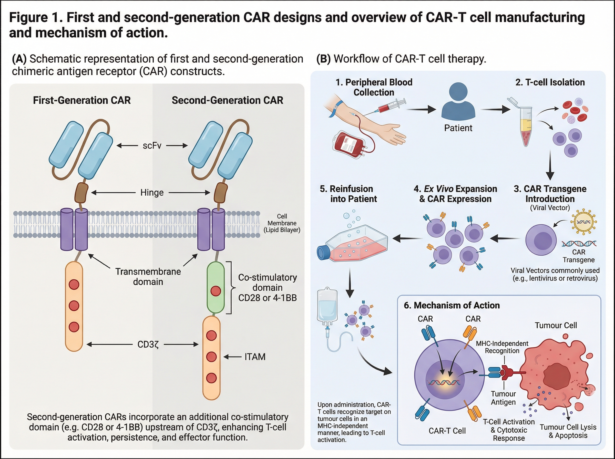 Figure 1. First- and second-generation CAR designs and ov... | SciDraw ...