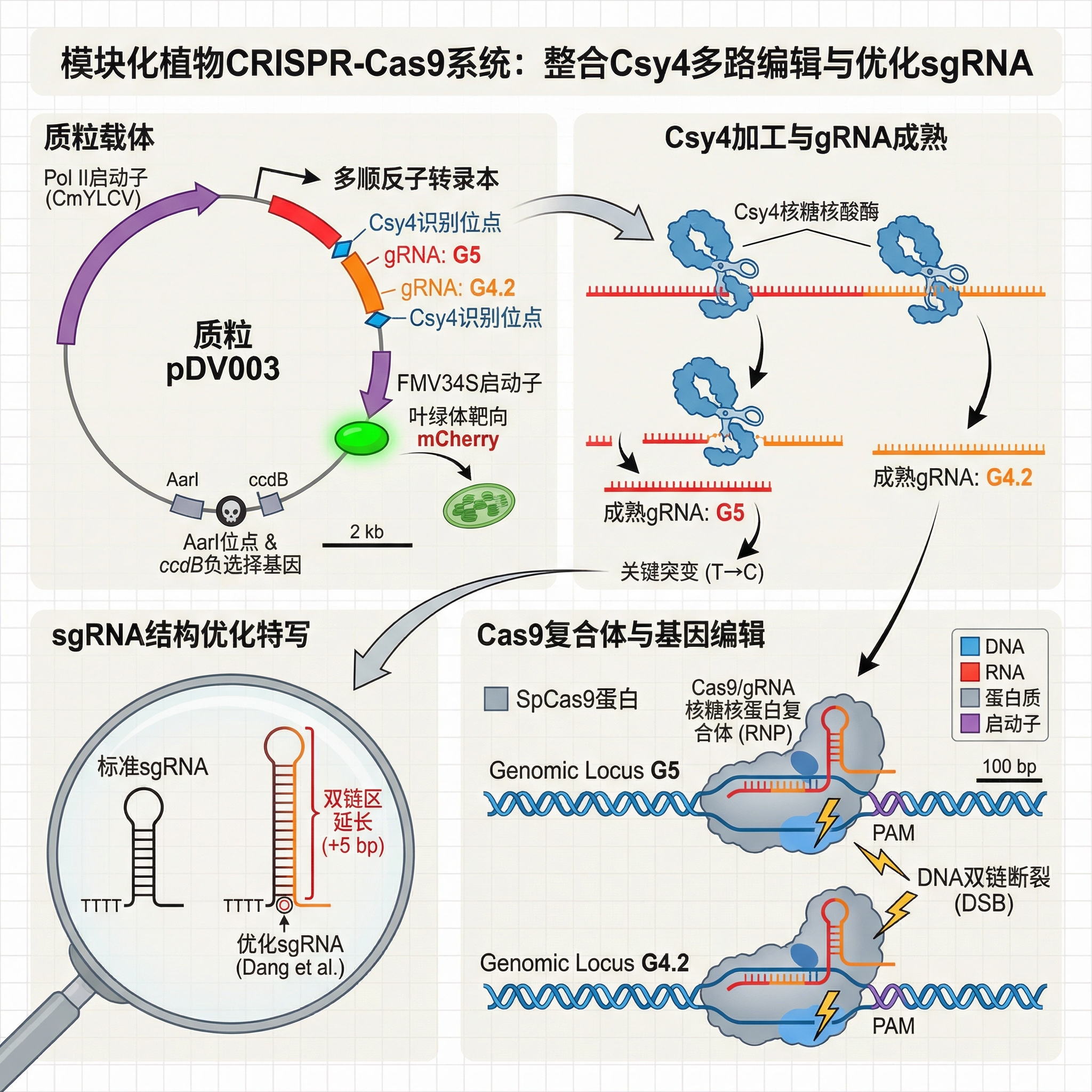 1. 핵심 장면 묘사 식물용 모듈형 CRISPR-Cas9 유전자 편집 시스템의 작동 원리를 명확하게 ... | SciDraw  Gallery
