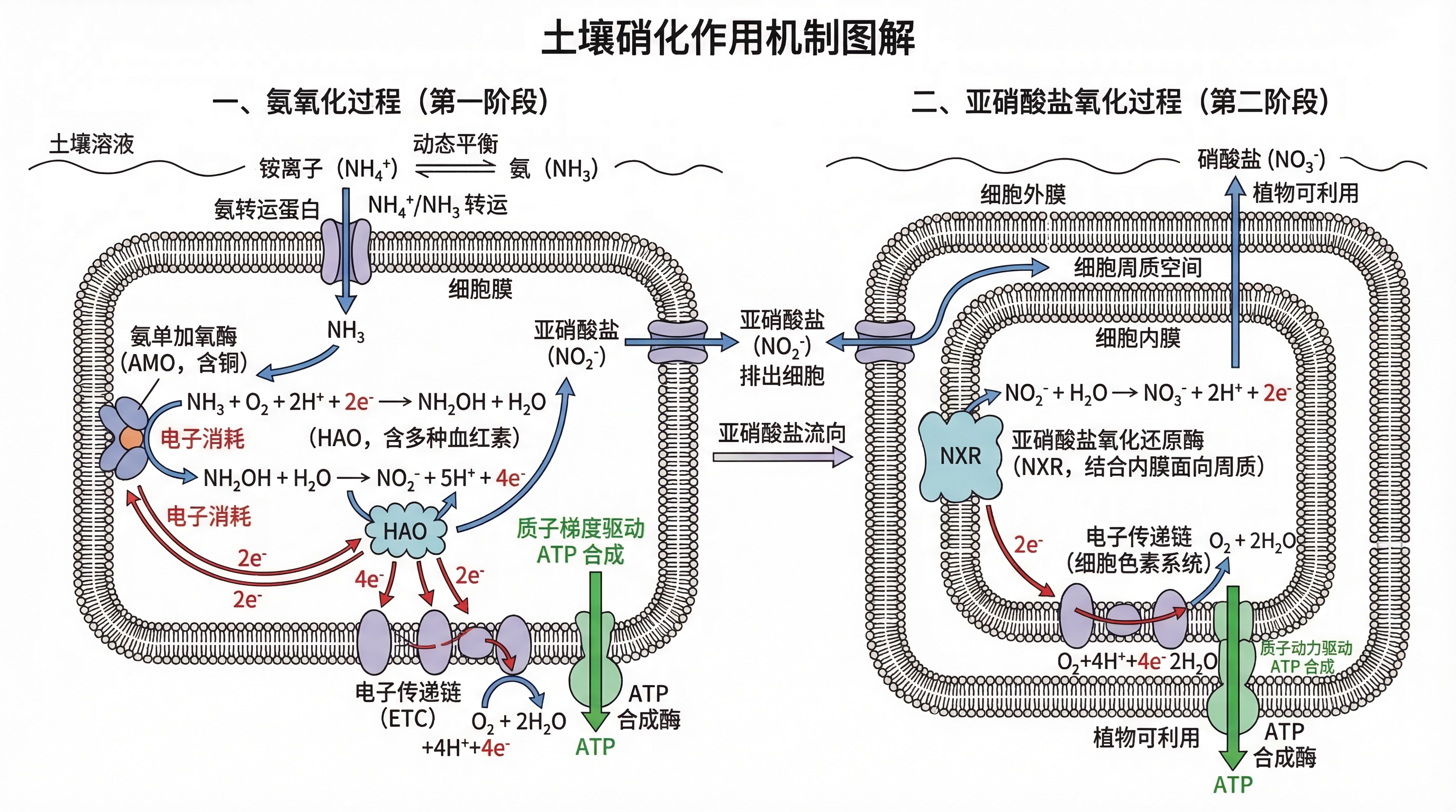 The initial step of soil nitrification involves the acqui... | SciDraw ...
