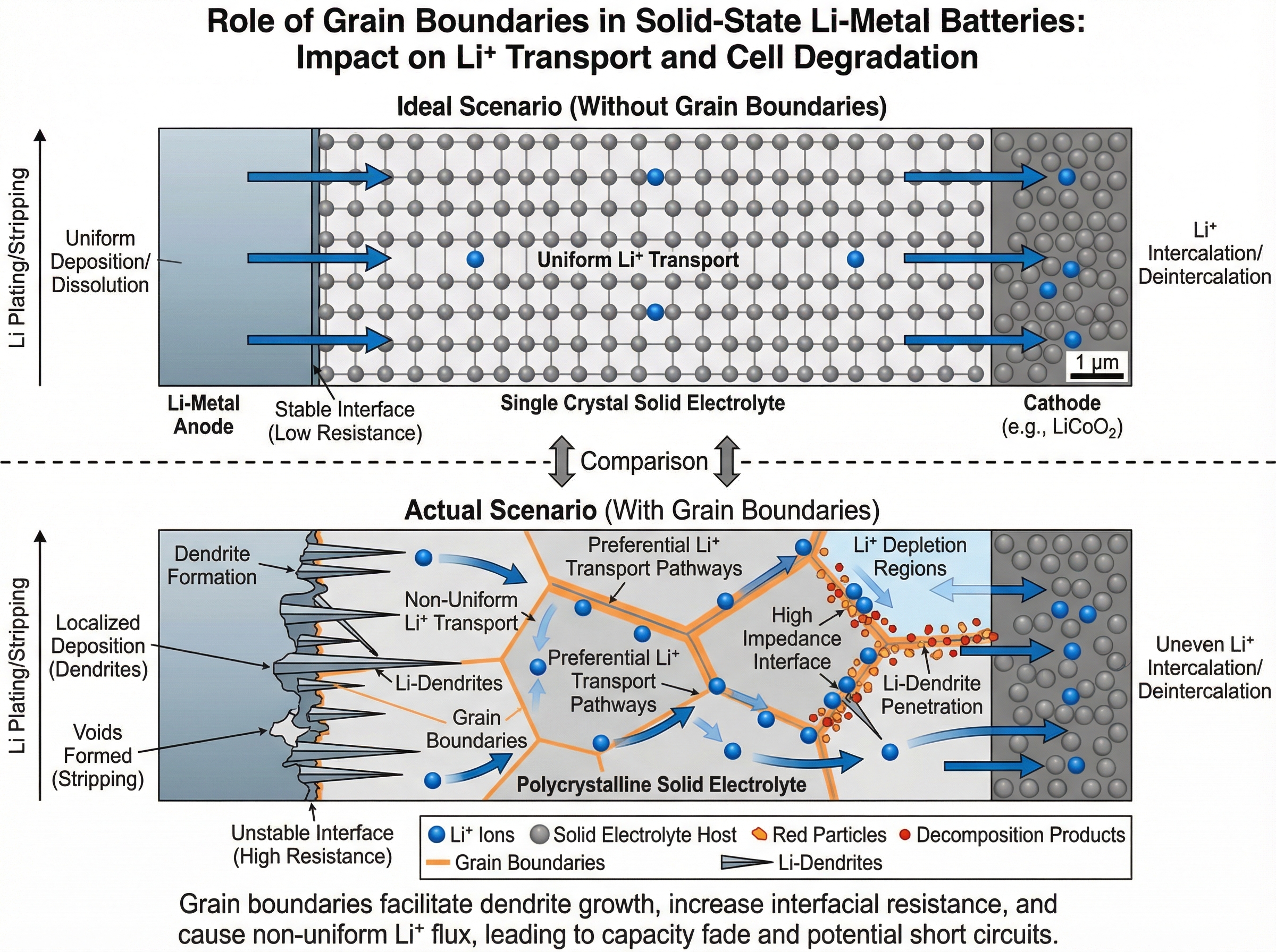 Draw a schematic diagram illustrating the role of grain b... | SciDraw ...