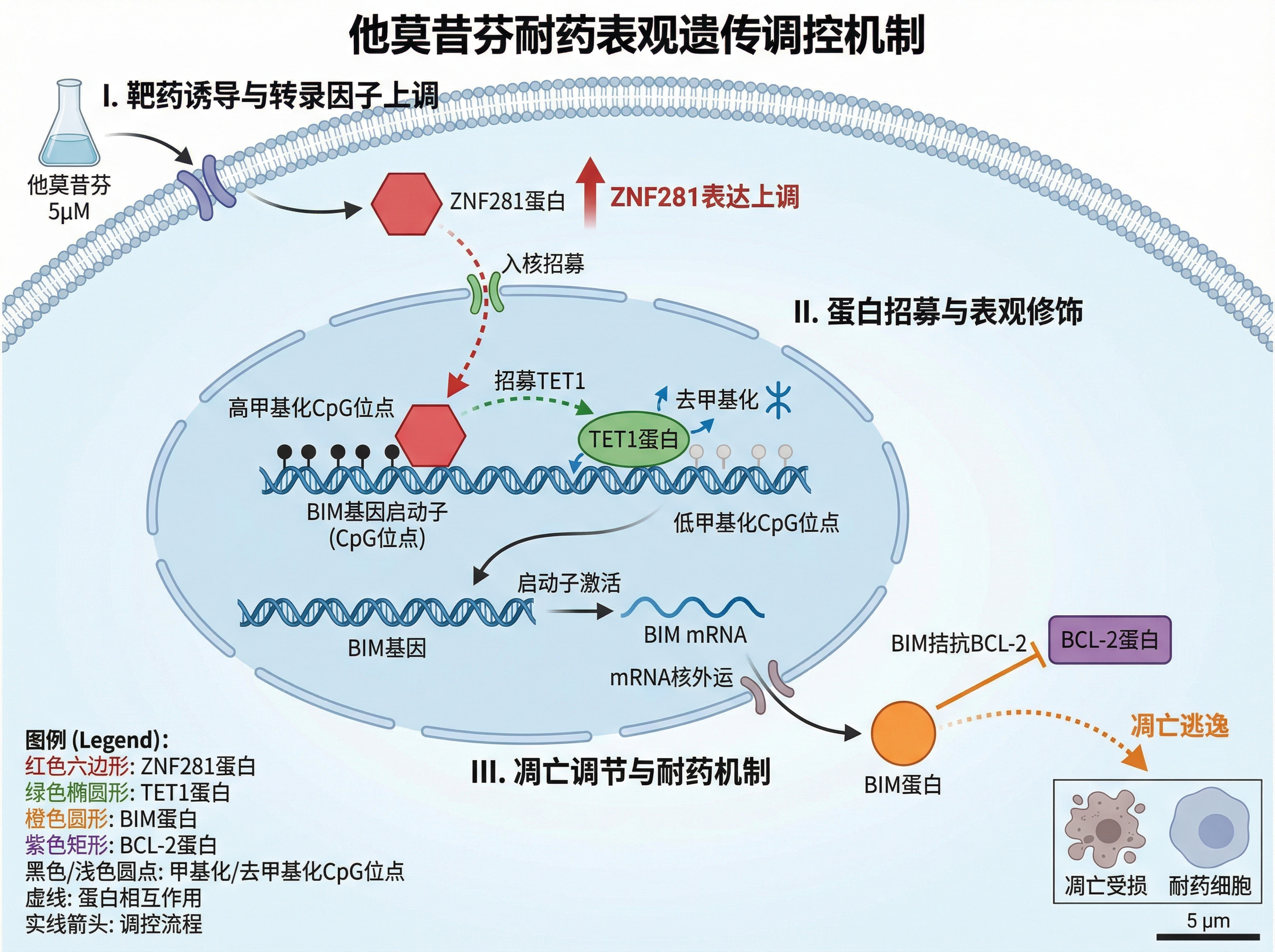 Illustration of the epigenetic regulatory mechanism of ta... | SciDraw ...