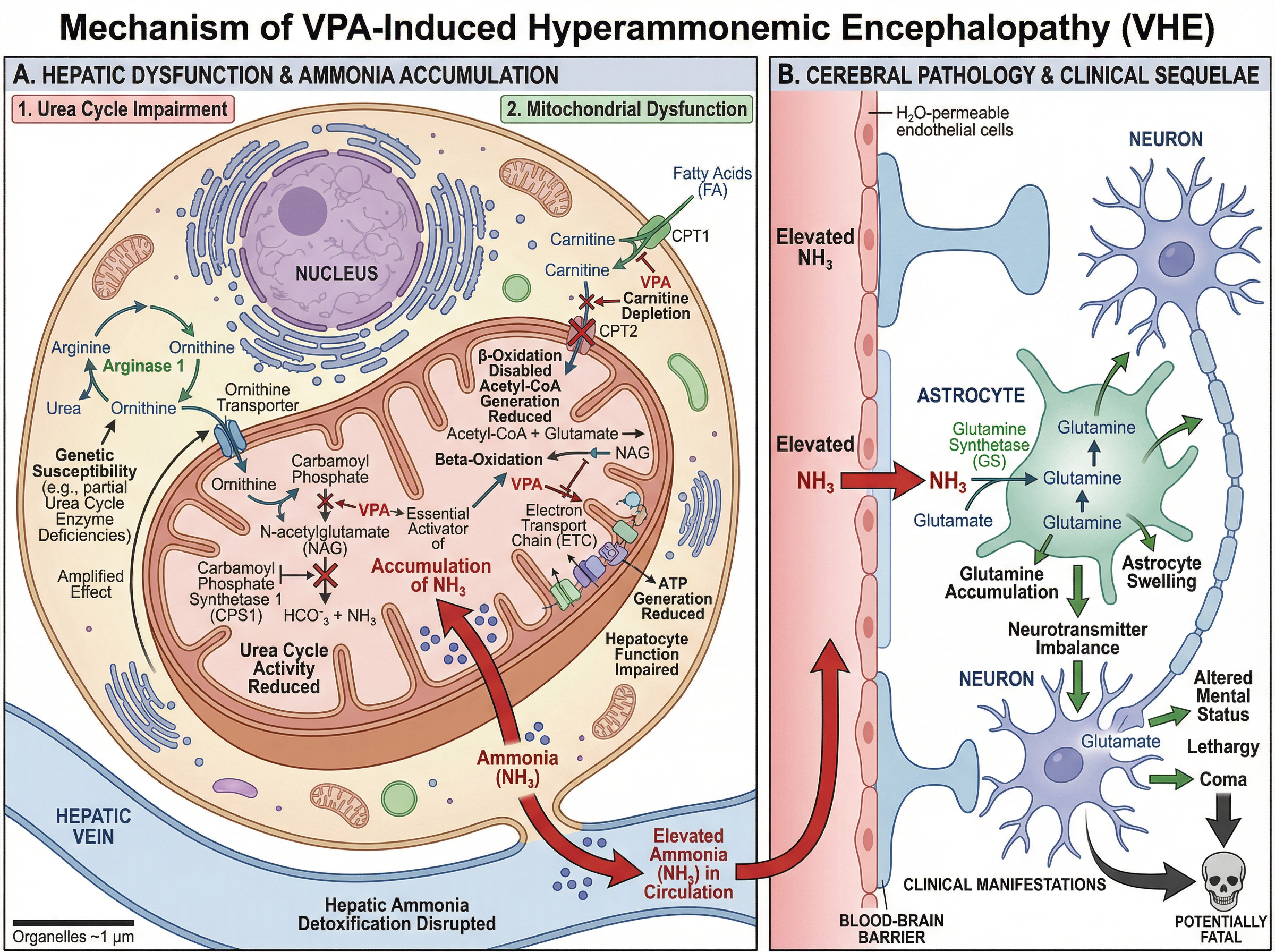 VPA Mechanism