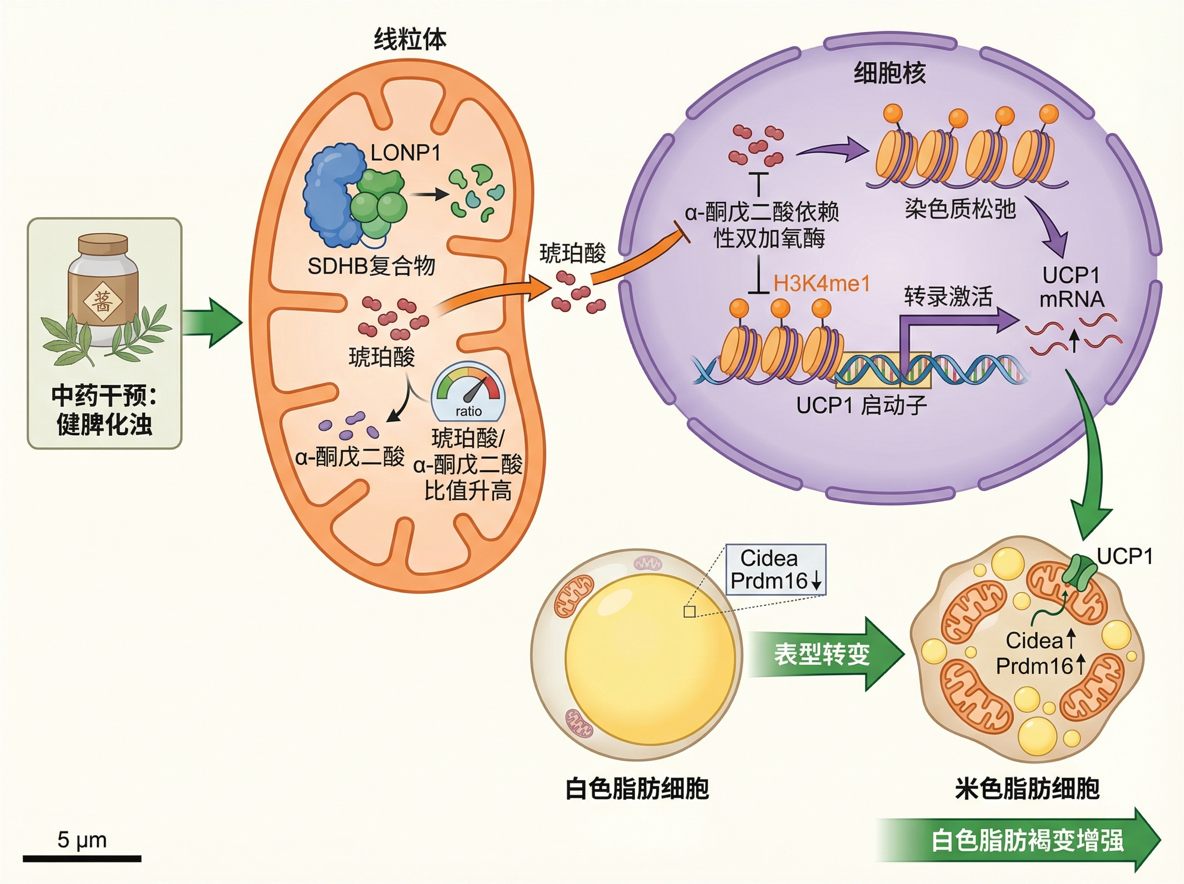Adipocyte Browning Pathway