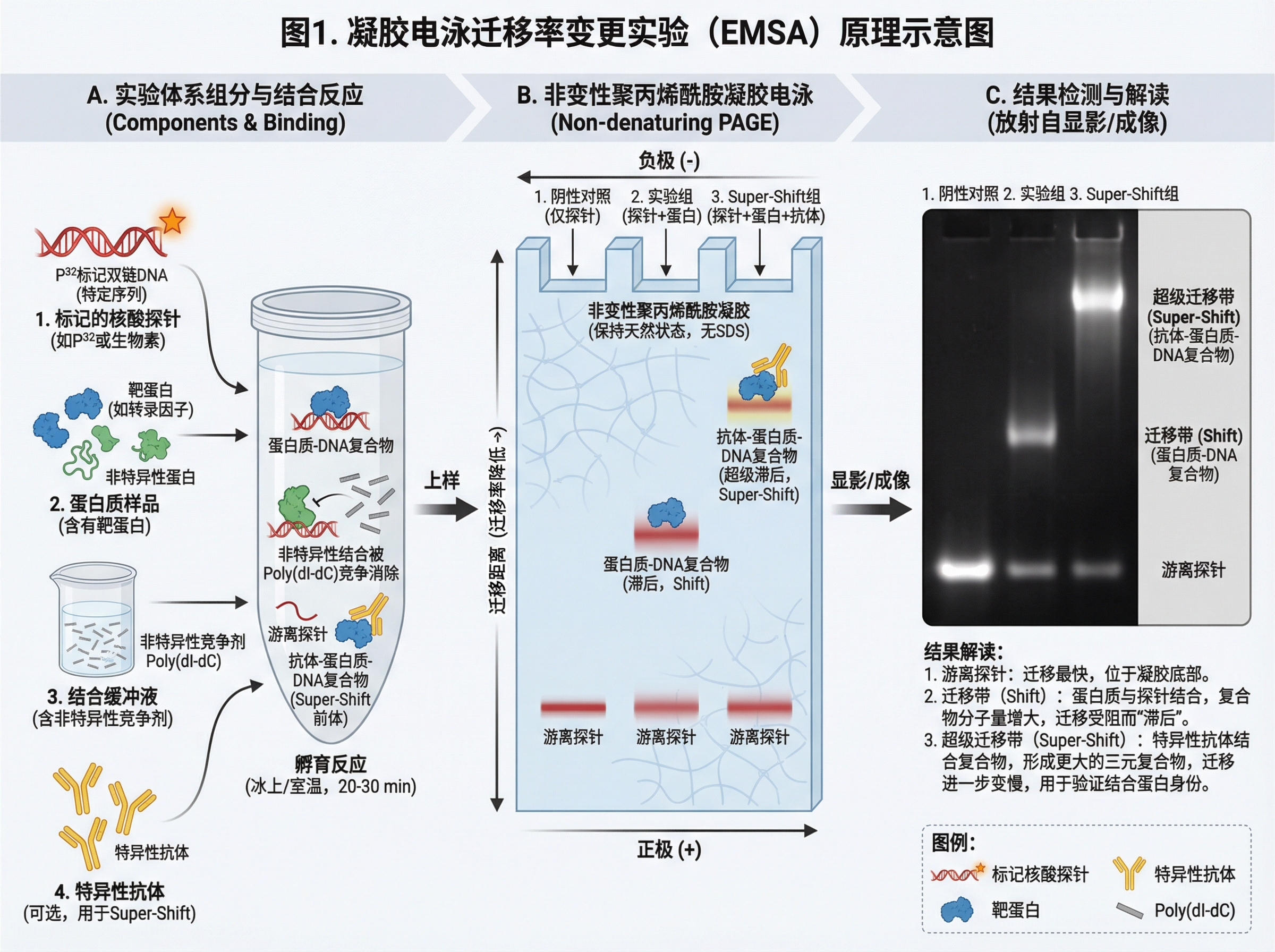 The Electrophoretic Mobility Shift Assay (EMSA), also kno... | SciDraw ...