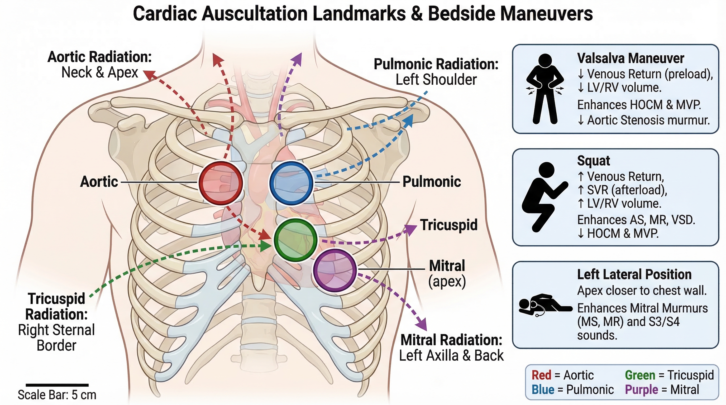Cardiac auscultation landmark map