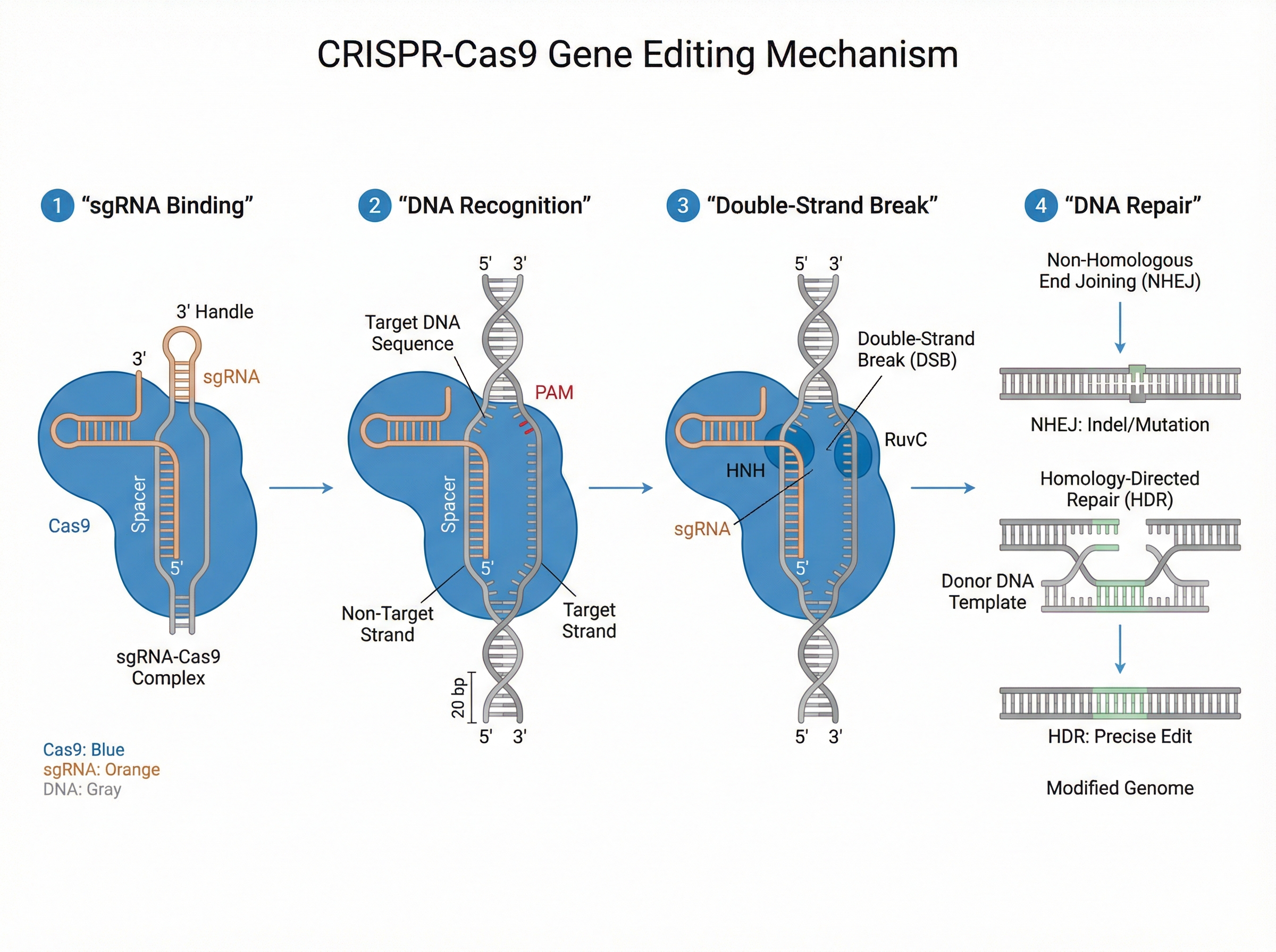規則 4 範例：Nature 風格 CRISPR 機制圖