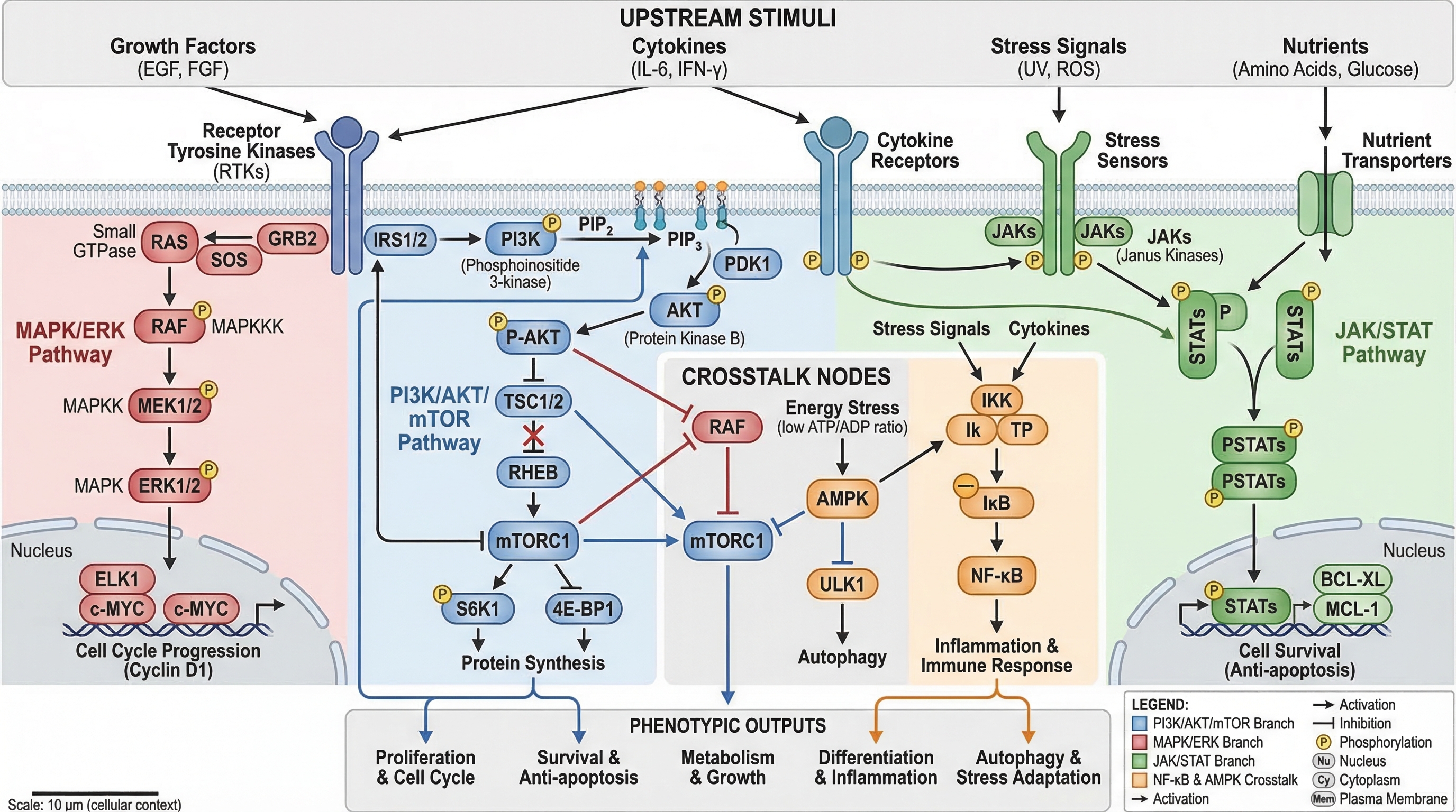 Pathway diagram example