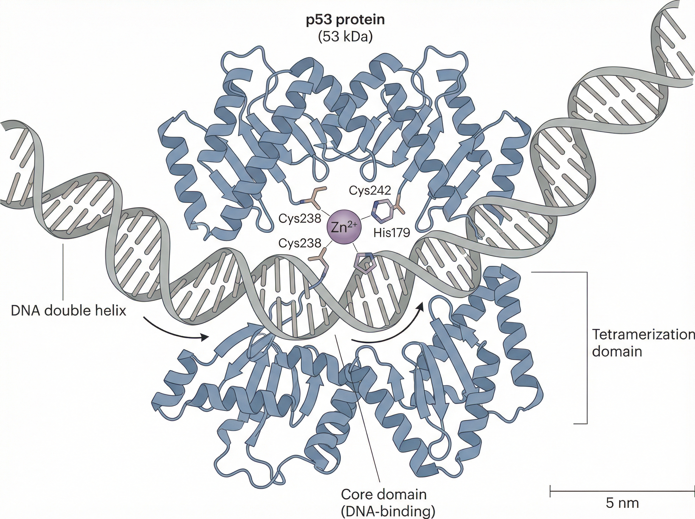 規則 3 範例：術語驅動的蛋白質結合圖