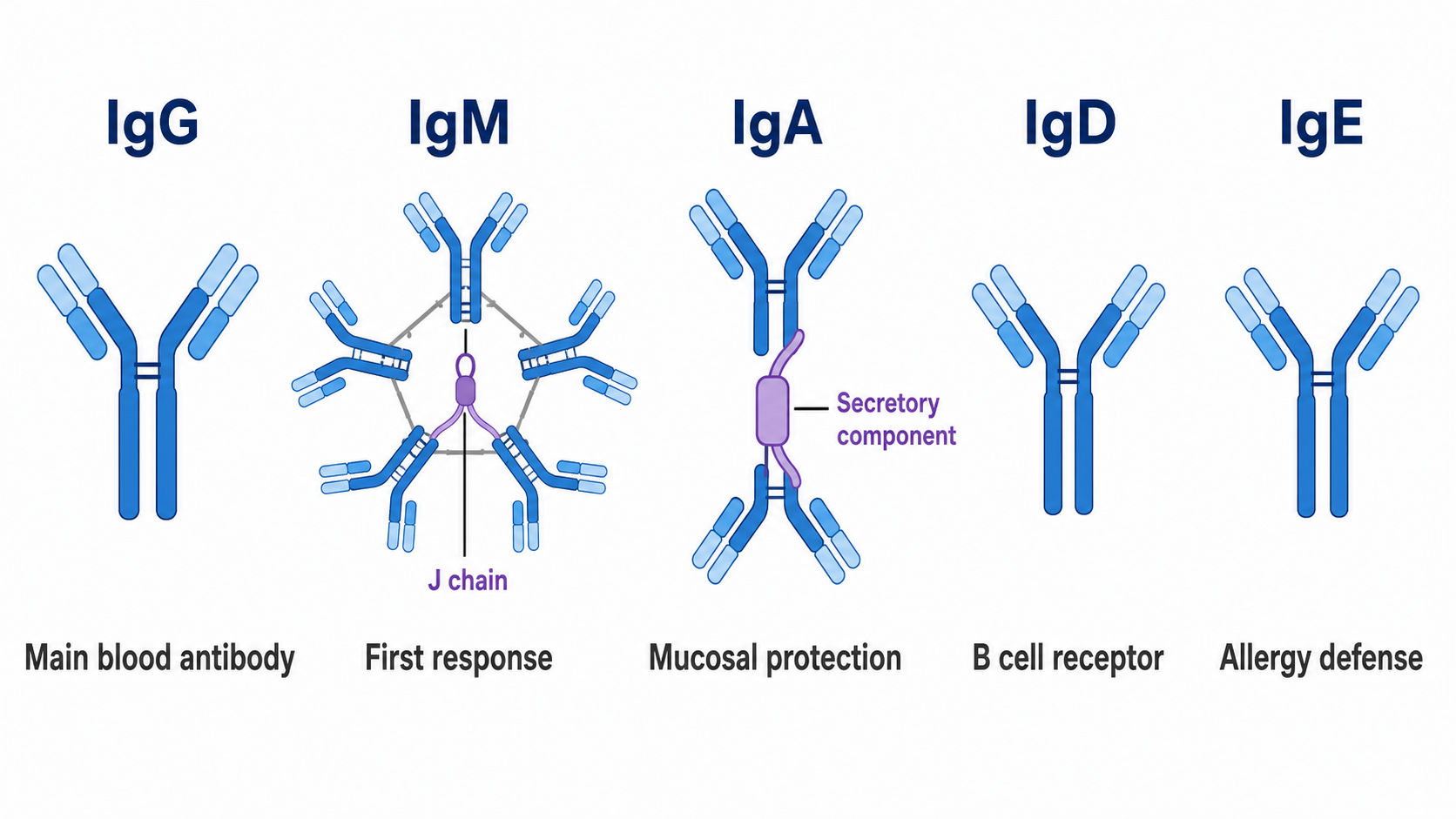 Сравнительная таблица пяти изотипов антител IgG IgM IgA IgD IgE со структурами и функциями