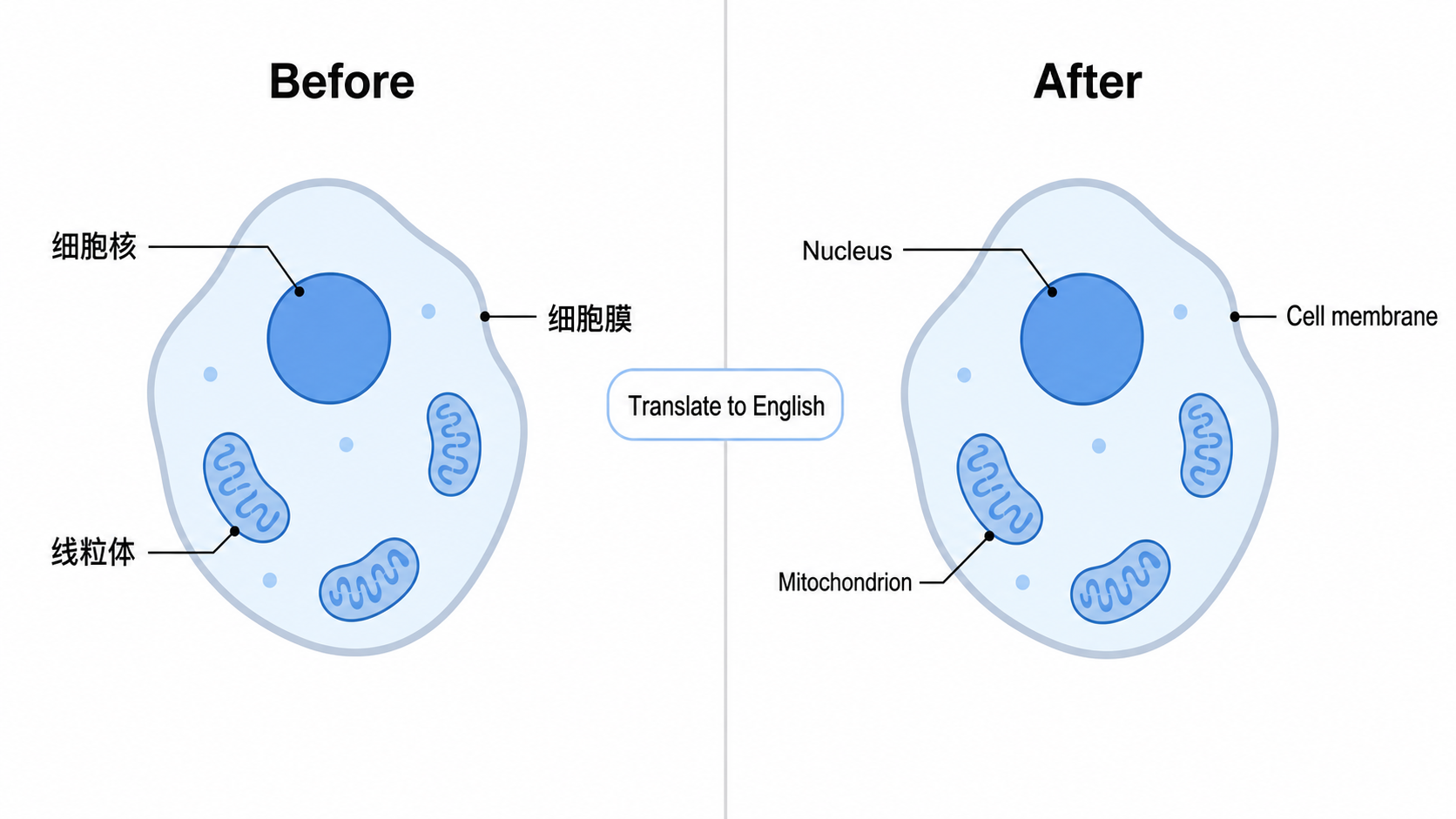 一张科研图表的前后对比，其标签从中文翻译成英文，布局不变
