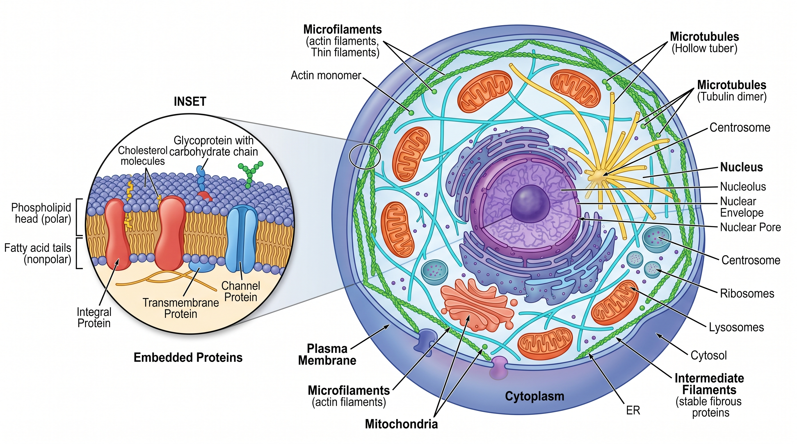 Membrana Celular y Citoesqueleto — Diagrama de célula animal etiquetado que se centra en la membrana plasmática (bicapa fosfolipídica, proteínas) y el citoesqueleto (microfilamentos, microtúbulos, filamentos intermedios).