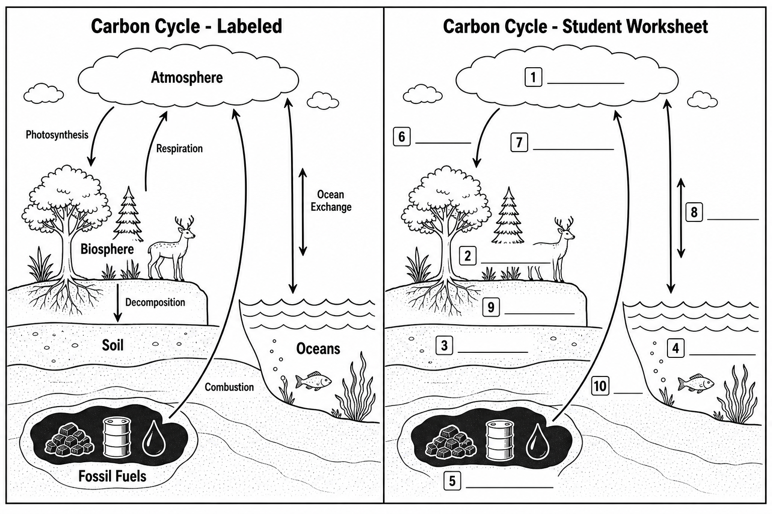 Labeled vs Blank Worksheet — A labeled cycle alongside a matching blank version with numbered lines for students to complete.