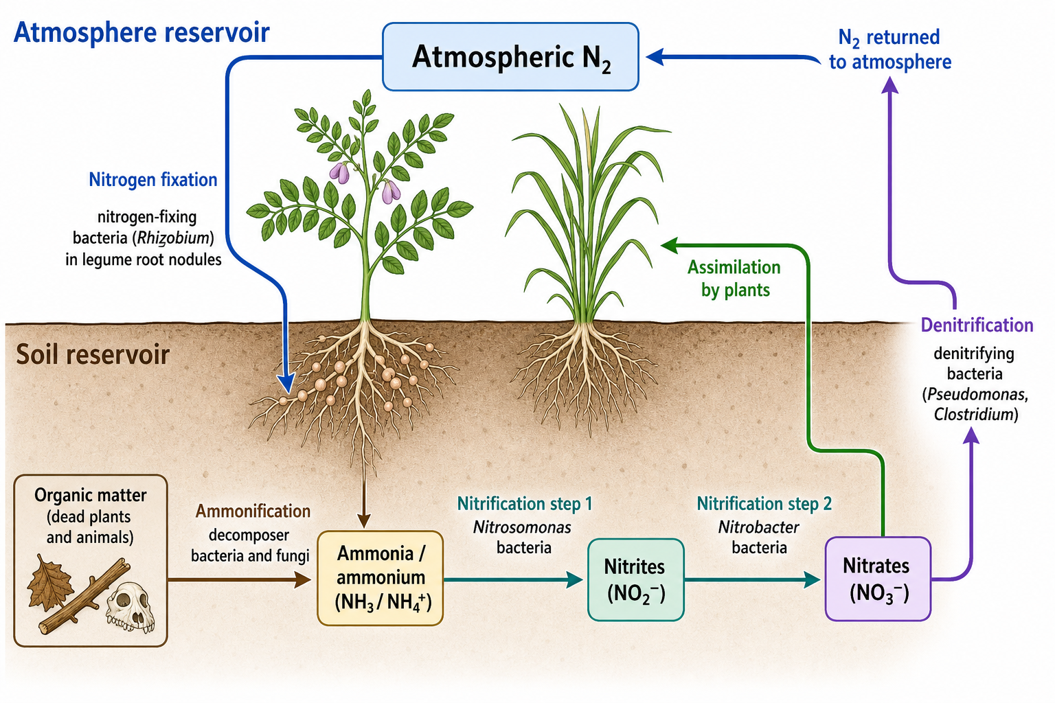Nitrogen Cycle Diagram — The nitrogen cycle steps — fixation, nitrification, assimilation, ammonification, and denitrification — each labeled with arrows.