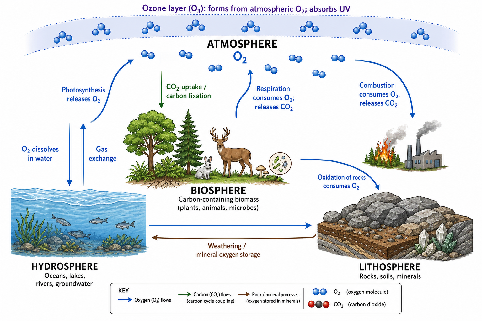 Oxygen Cycle Diagram — Oxygen flow through photosynthesis, respiration, and combustion, coupled tightly with the carbon cycle.