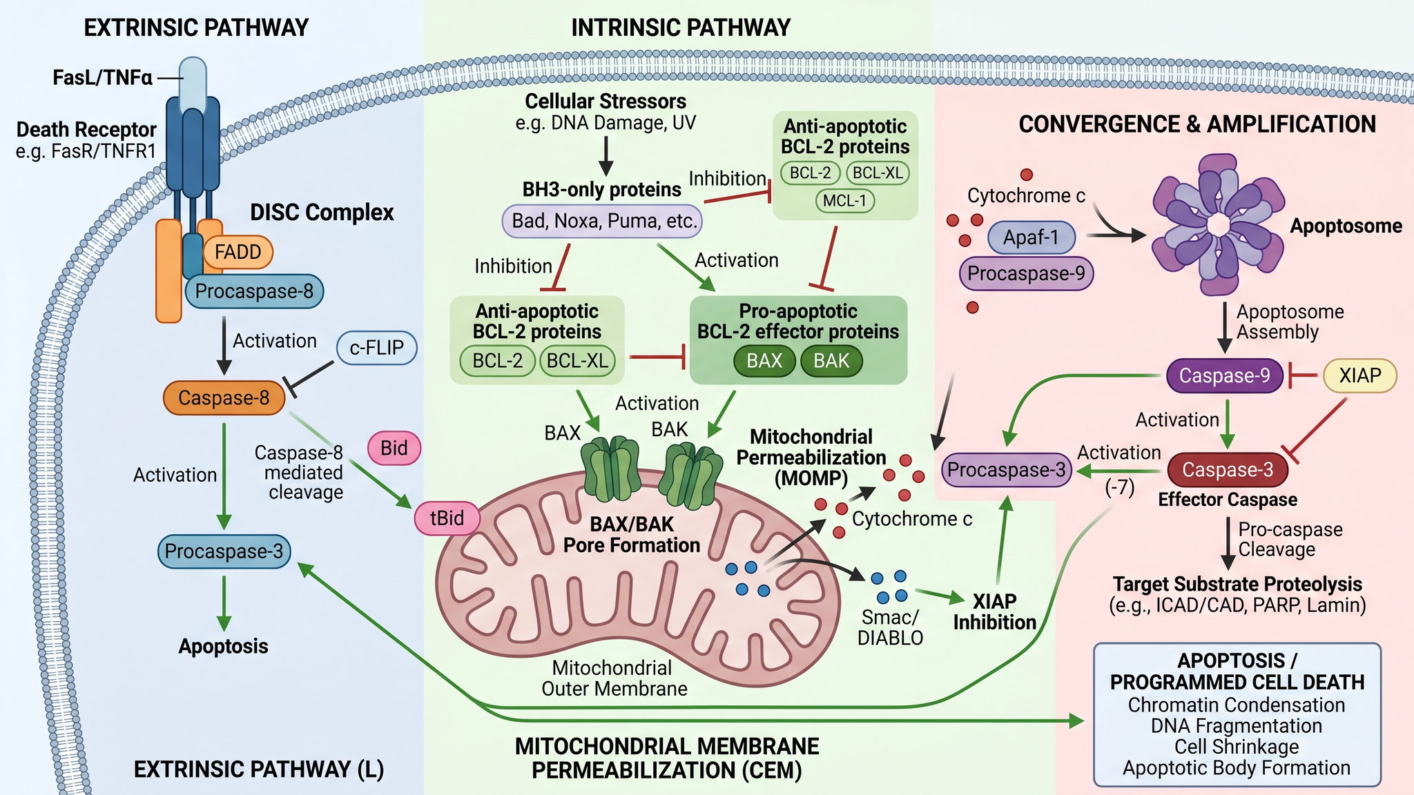 Voie de l'apoptose — Cascade apoptotique intrinsèque et extrinsèque avec activation des caspases et signalisation mitochondriale.