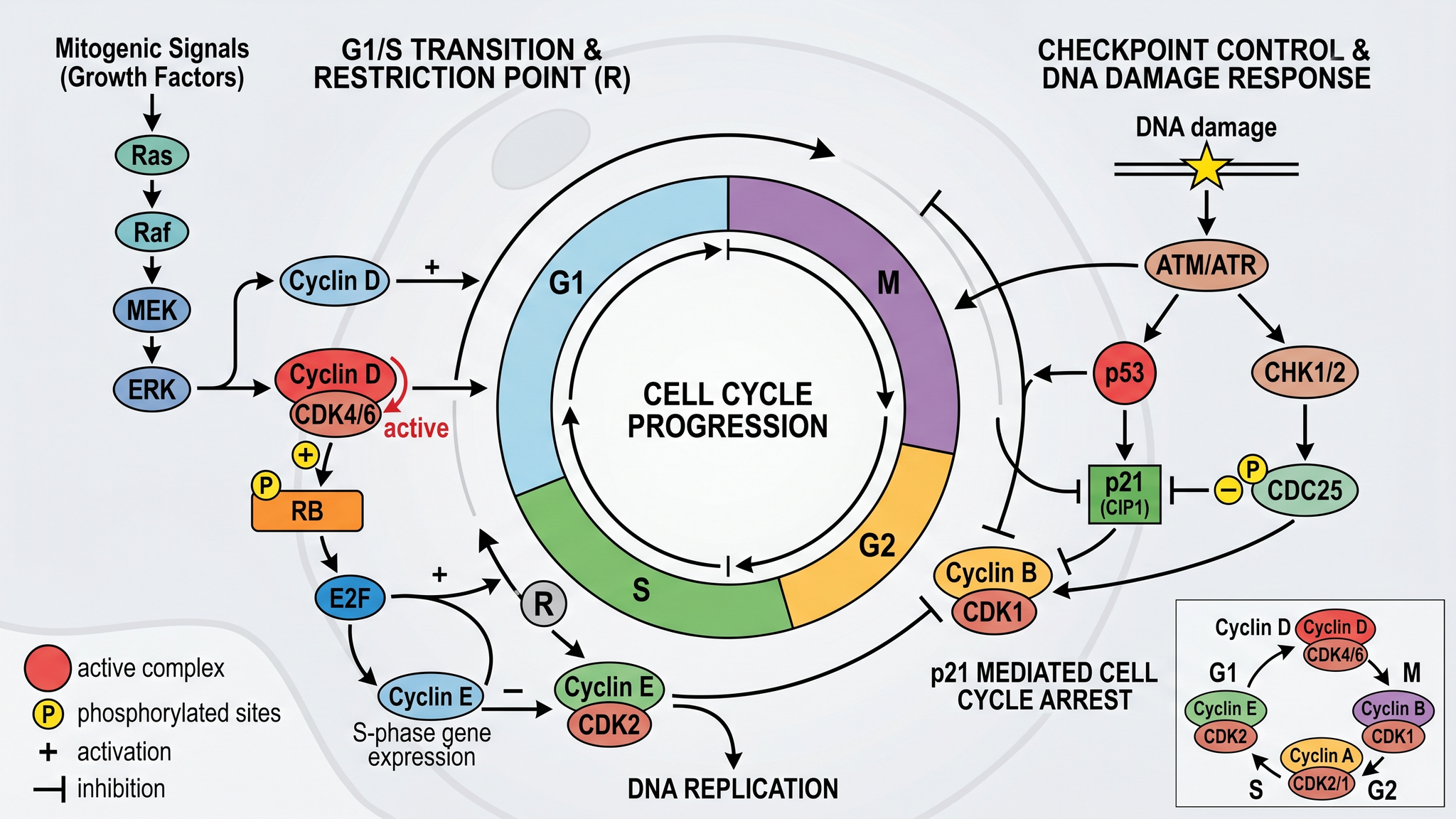 Régulation du cycle cellulaire — Contrôle cycline-CDK des phases du cycle cellulaire avec points de contrôle et régulation rétroactive par p53.
