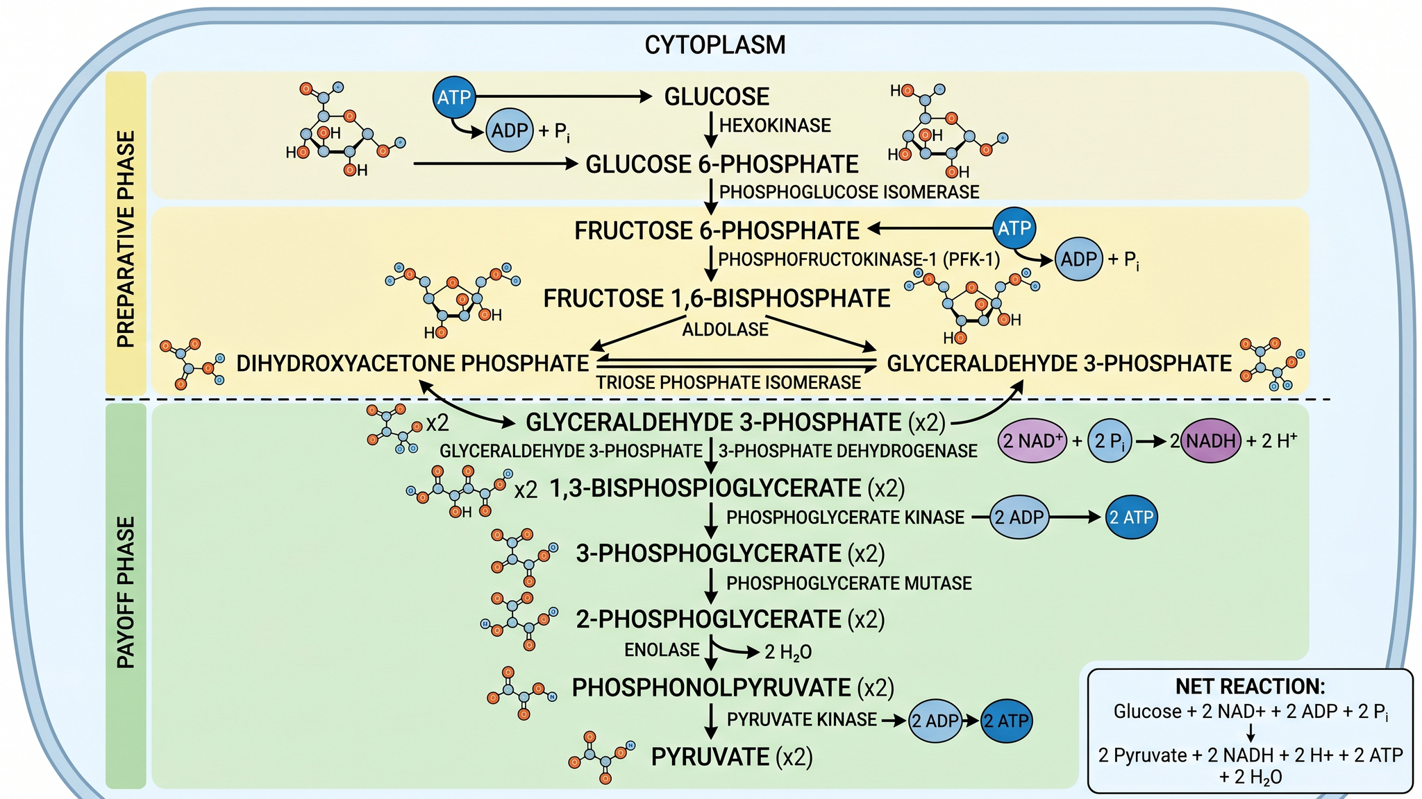 Voie de la glycolyse — Voie métabolique du glucose à pyruvate par étapes avec enzymes annotées et rendements en ATP/NADH.