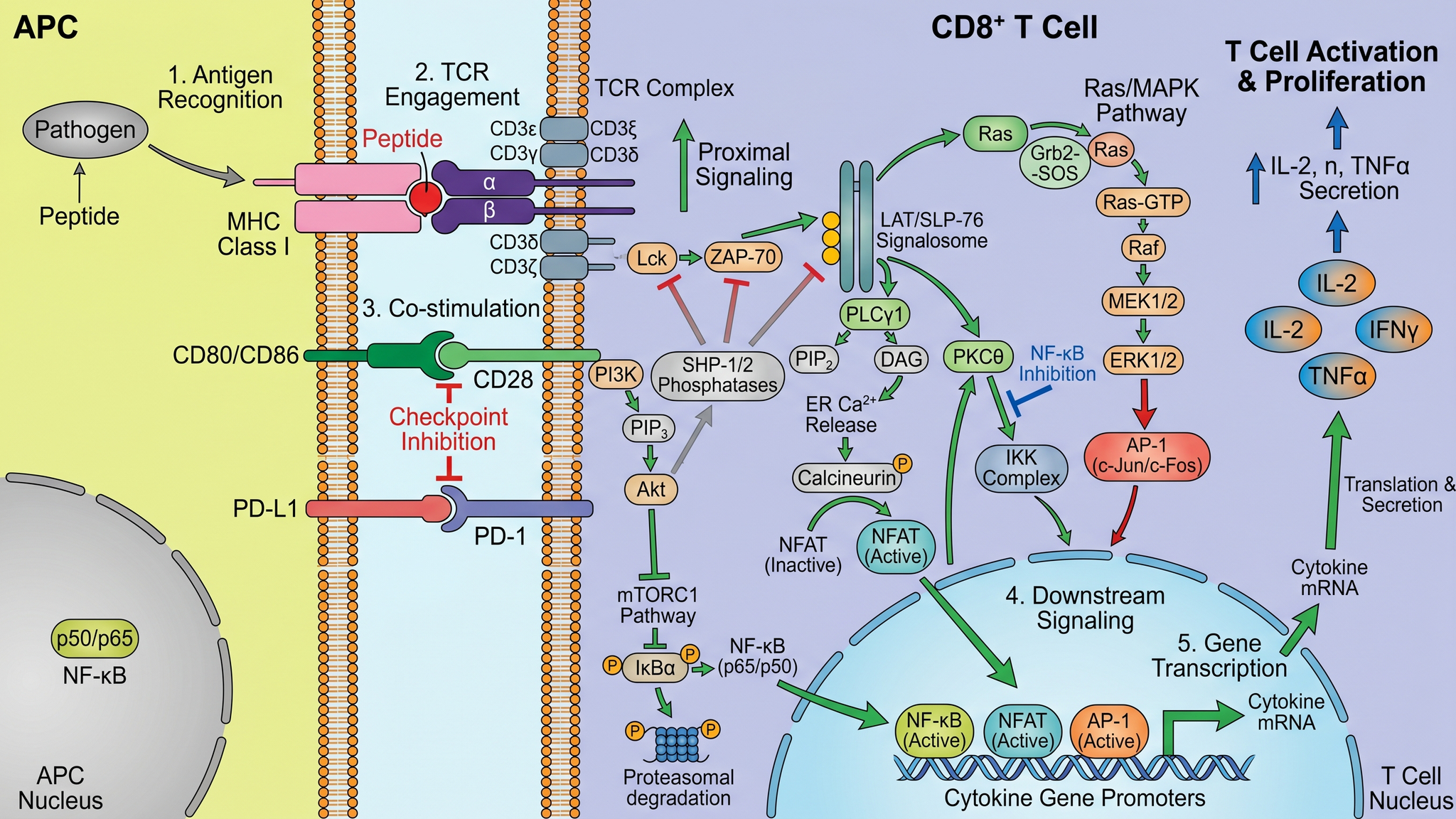 Signalisation immunitaire — Voie d'activation des lymphocytes T avec présentation de l'antigène, co-stimulation et inhibition des points de contrôle immunitaires.