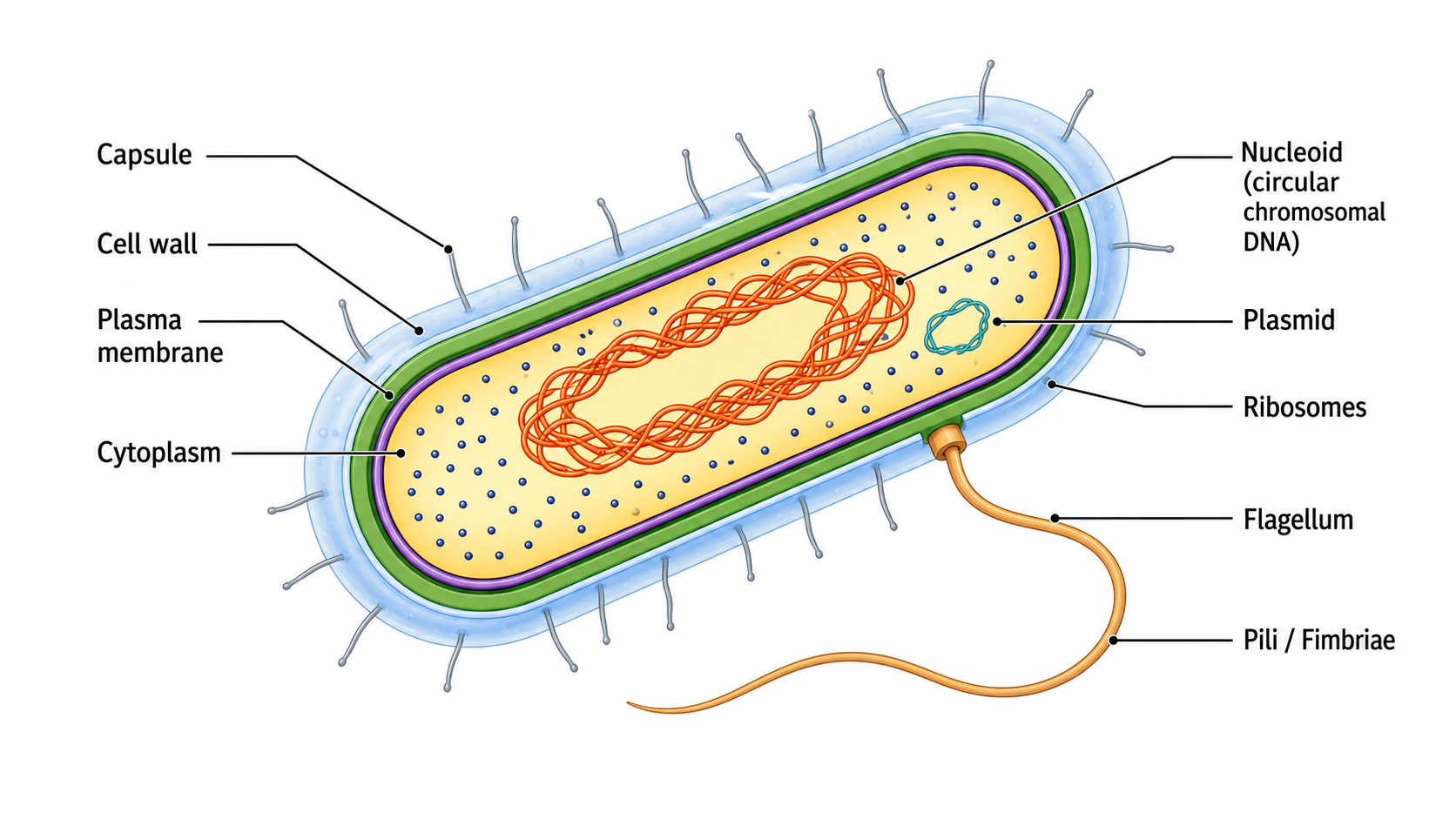 Bacterial Cell — A bacterial cell with capsule, cell wall, nucleoid, plasmid, ribosomes, flagellum, and pili labeled.