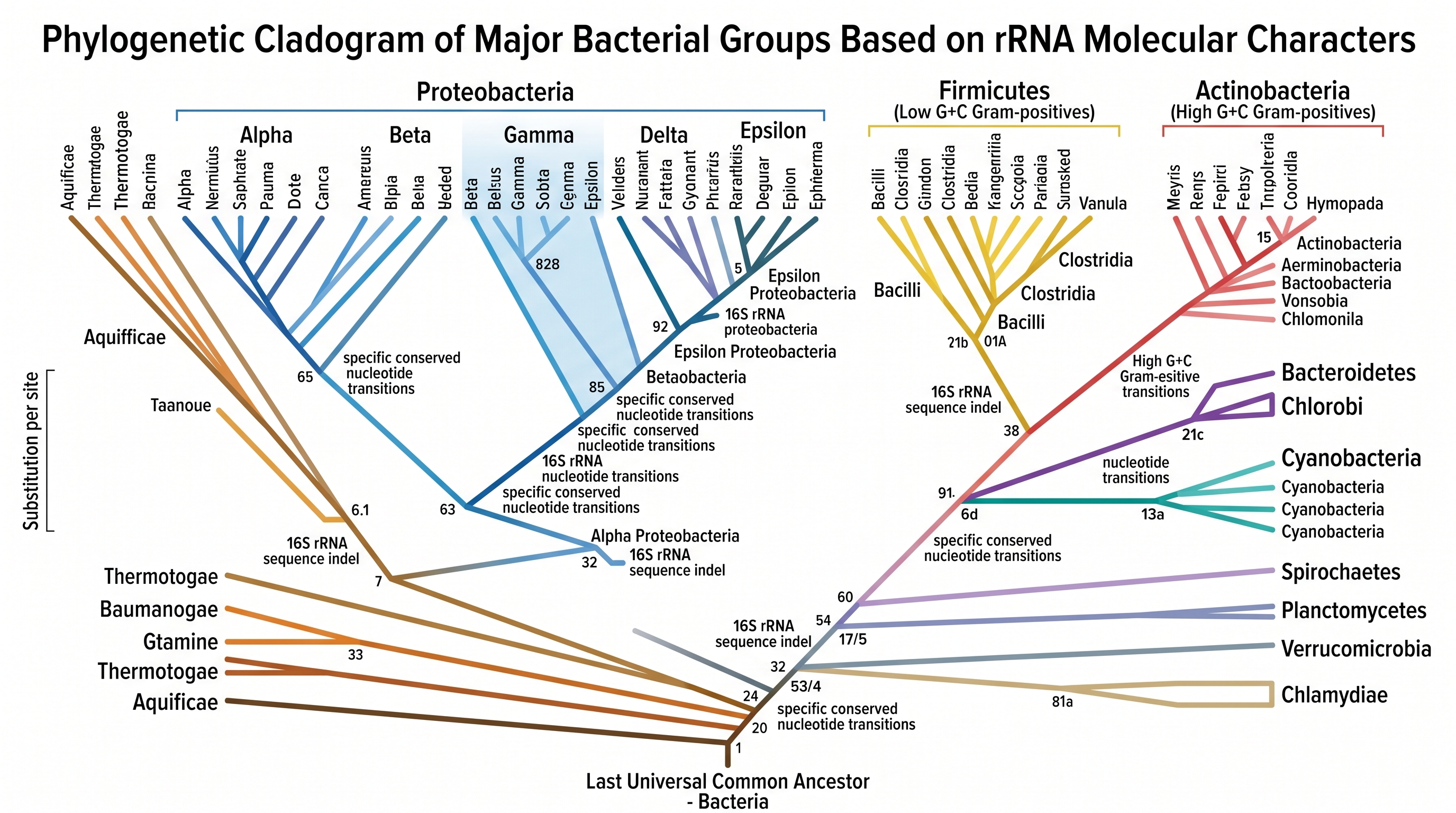 Árvore Bacteriana — Cladograma filogenético de grupos bacterianos baseado em caracteres moleculares e de rRNA para um curso de microbiologia.