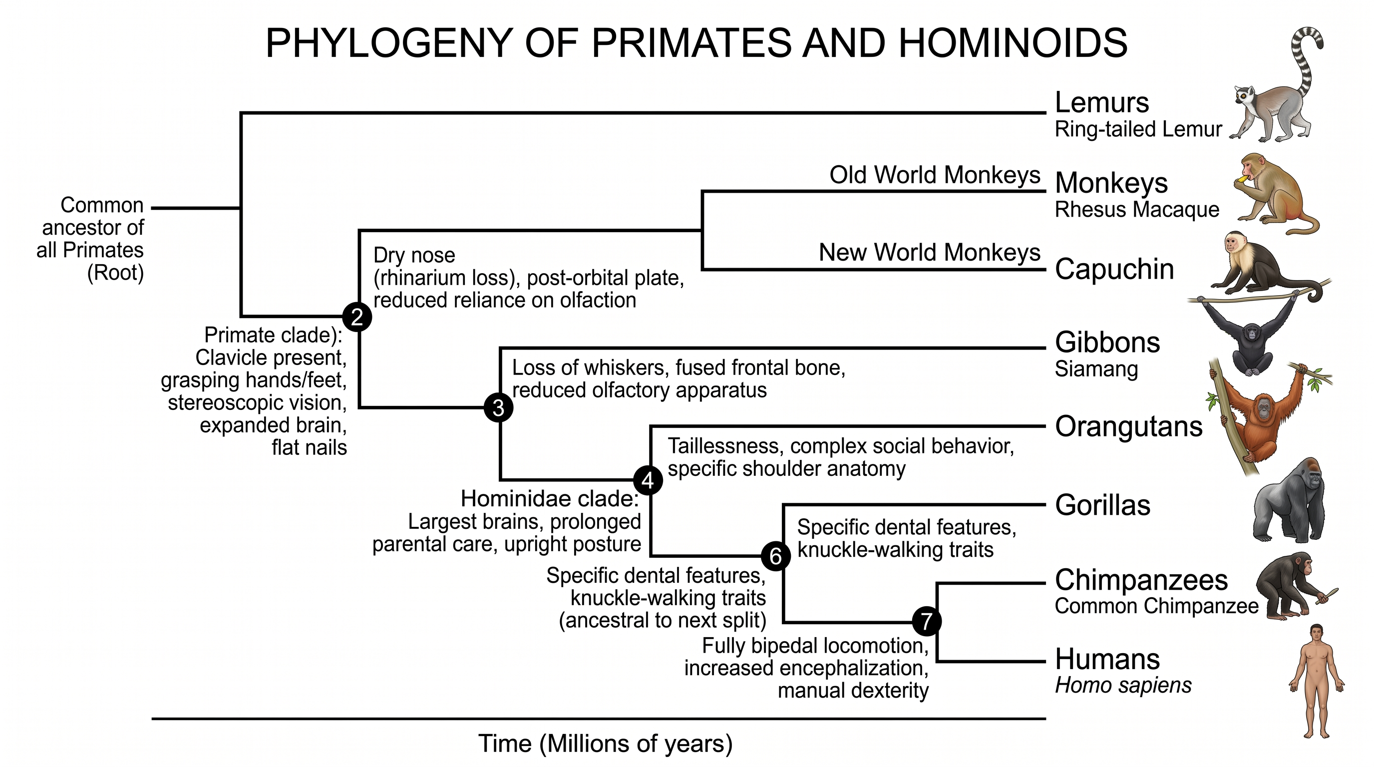 Filogenia dos Primatas — Cladograma de primatas mostrando relações entre lêmures, macacos, grandes primatas e humanos com características derivadas compartilhadas.