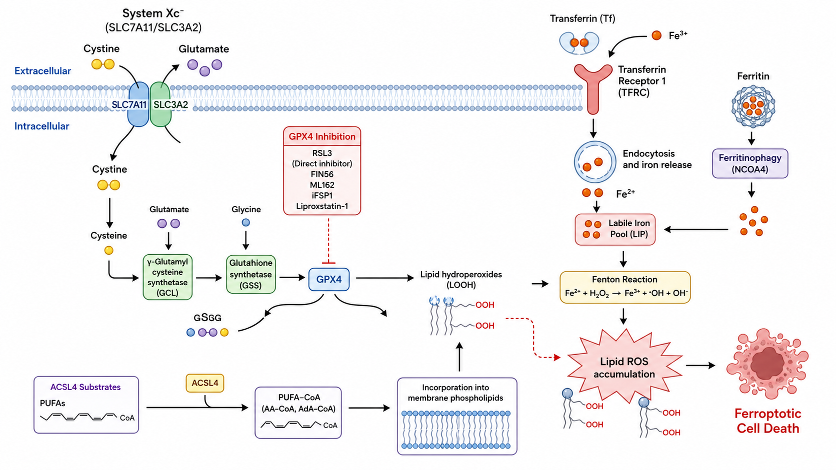 Generatore IA gratuito di diagrammi della ferroptosi