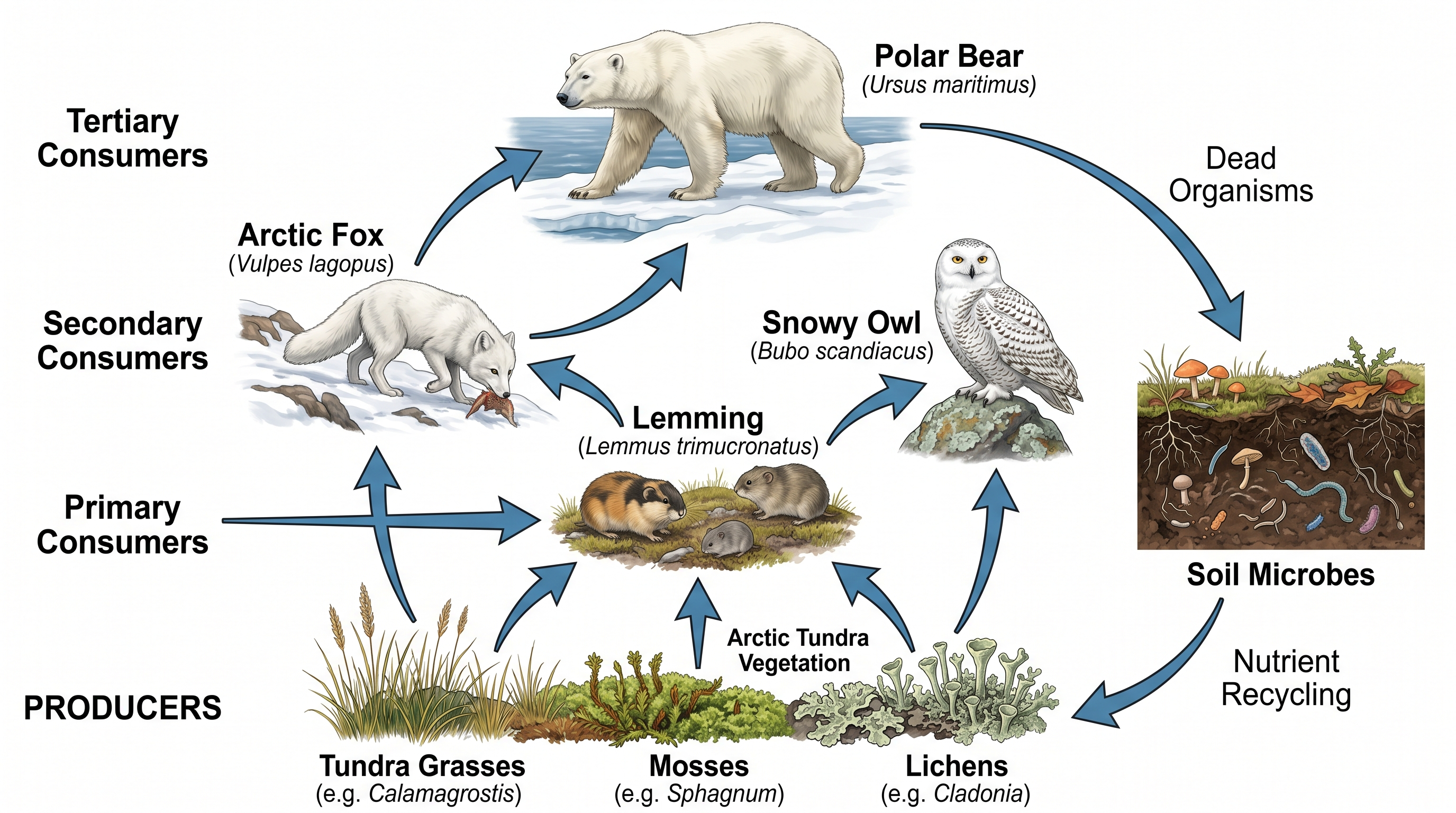 Arktische Tundra-Nahrungskette — Einfache arktische Nahrungskette von Tundragräsern und Flechten über Lemminge, Polarfüchse bis zu Schneeulen.