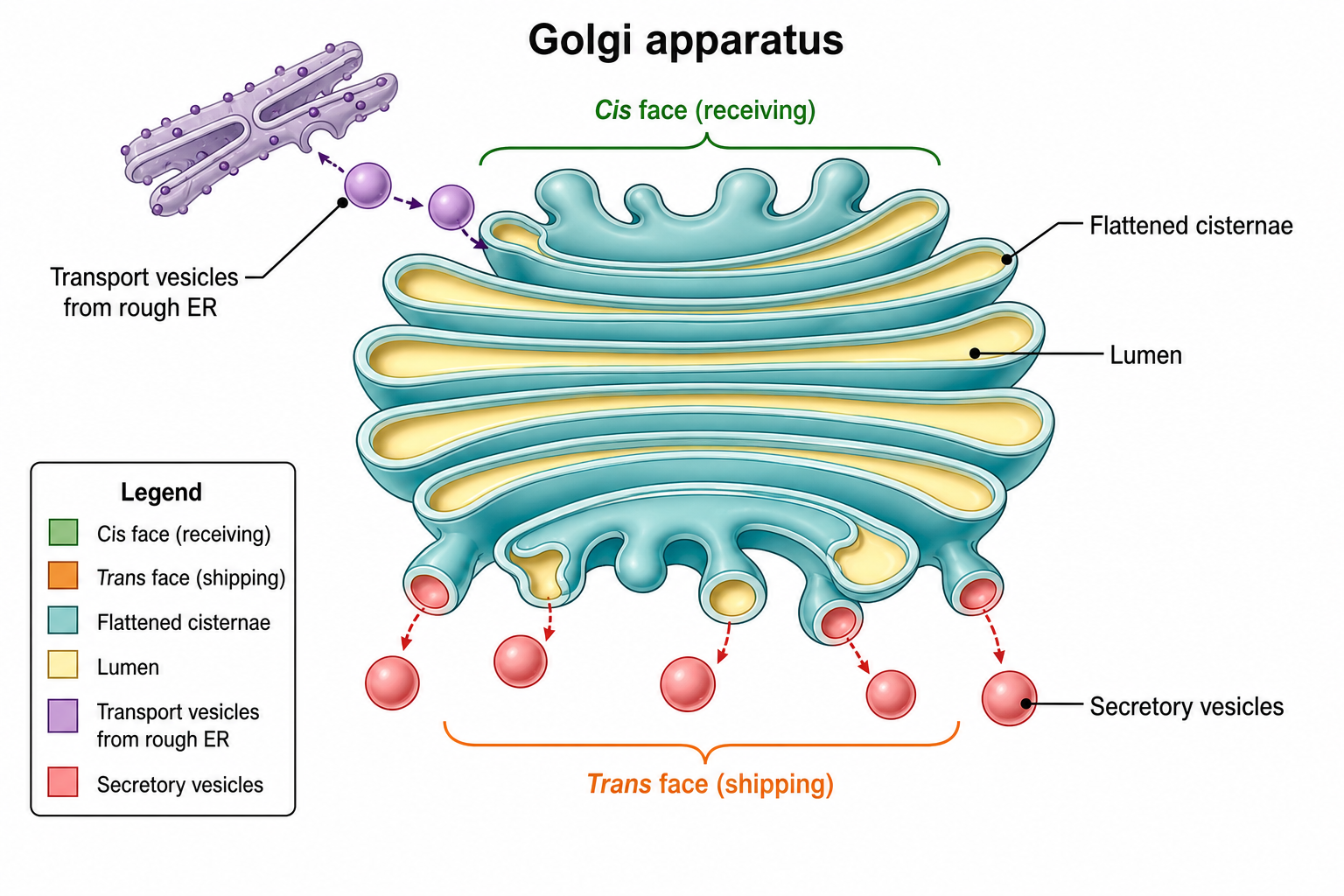 Generador de Diagramas del Aparato de Golgi con IA