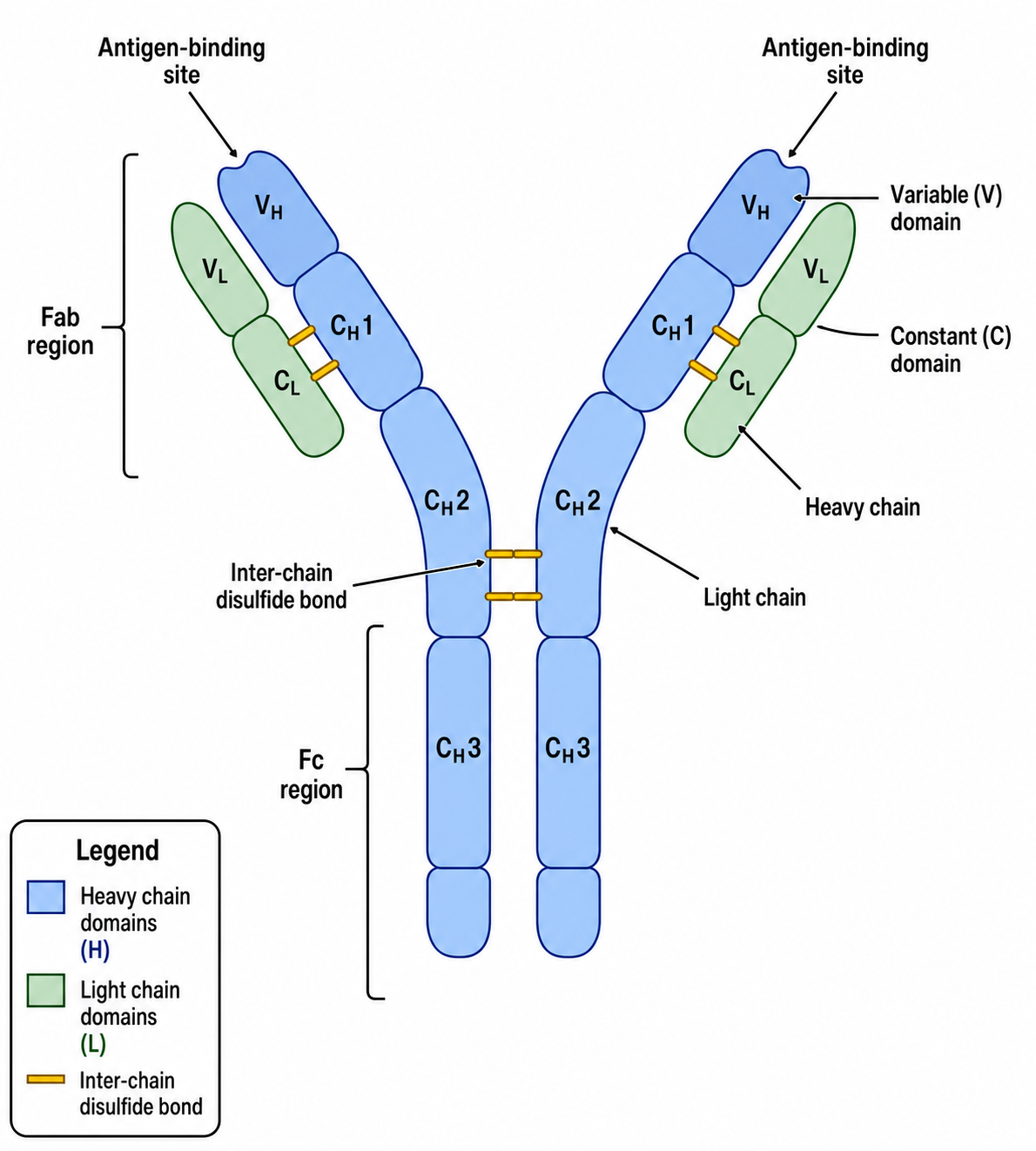 Generatore di diagrammi di immunologia — Disegna diagrammi di immunologia etichettati — anticorpi, presentazione dell'antigene, attivazione dei linfociti T e checkpoint immunitari.