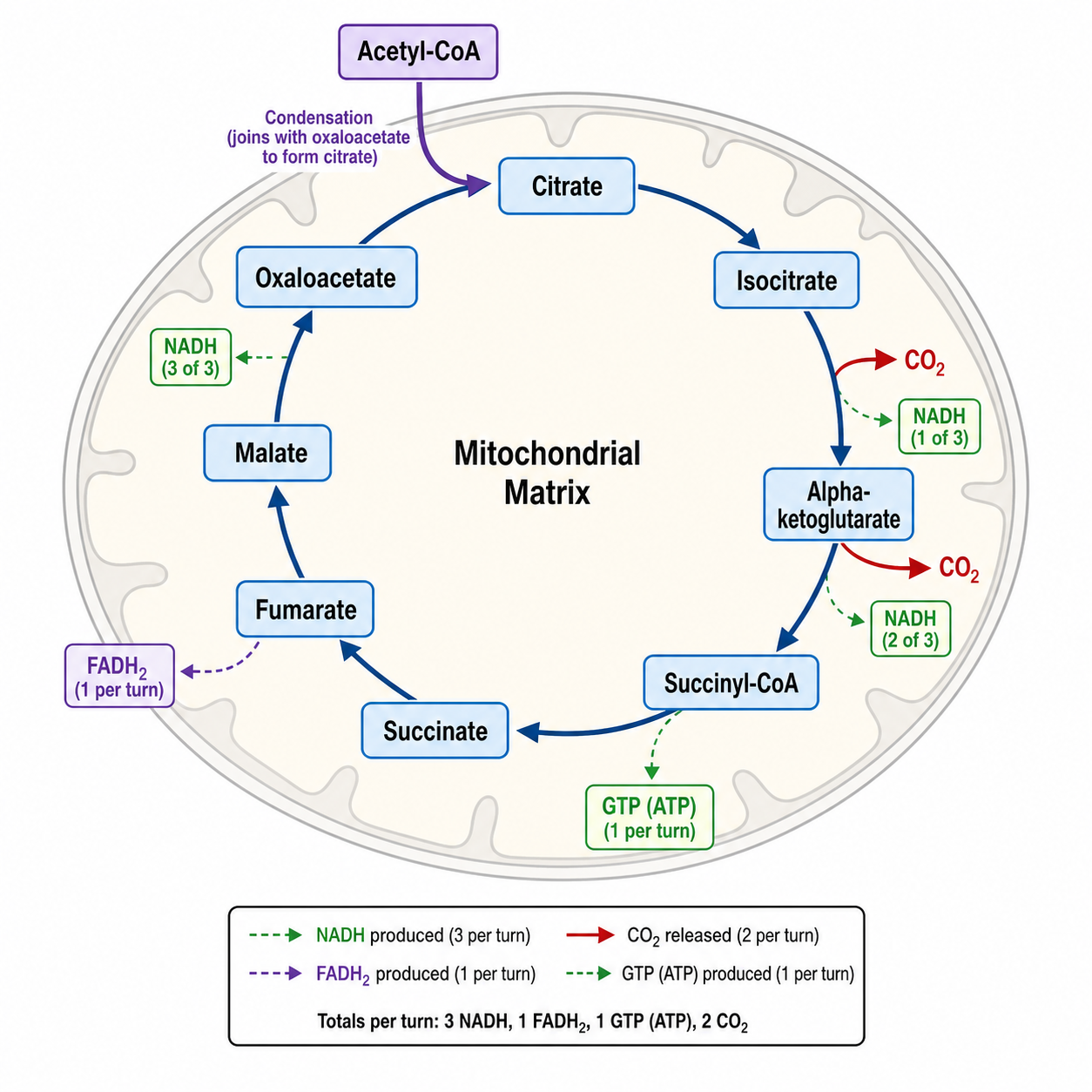 Generatore di diagrammi del ciclo di Krebs con IA