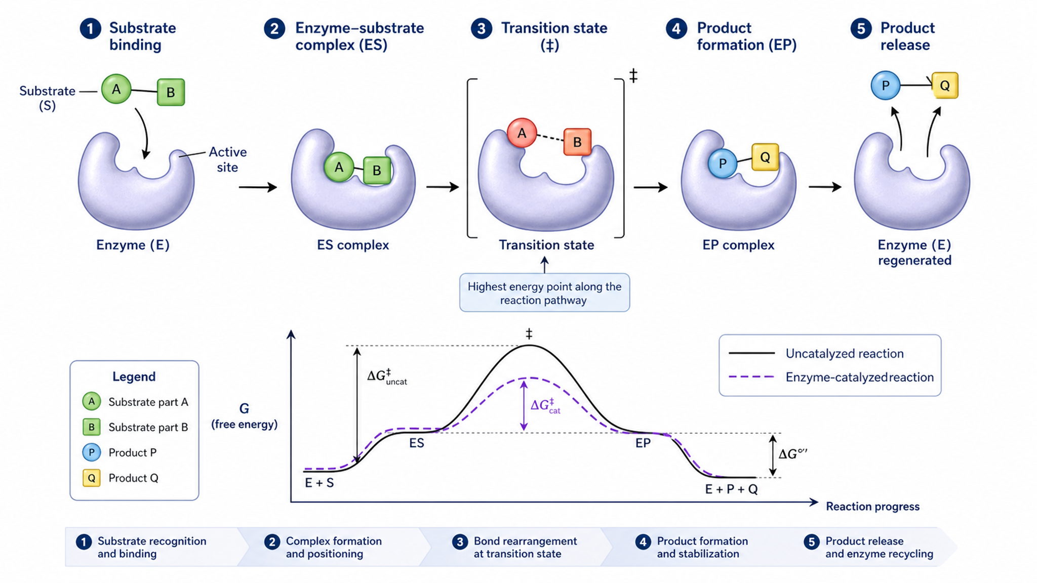 Mechanismus-Abbildungsgenerator — Signalweg- und Molekularmechanismus-Illustrationen erstellen