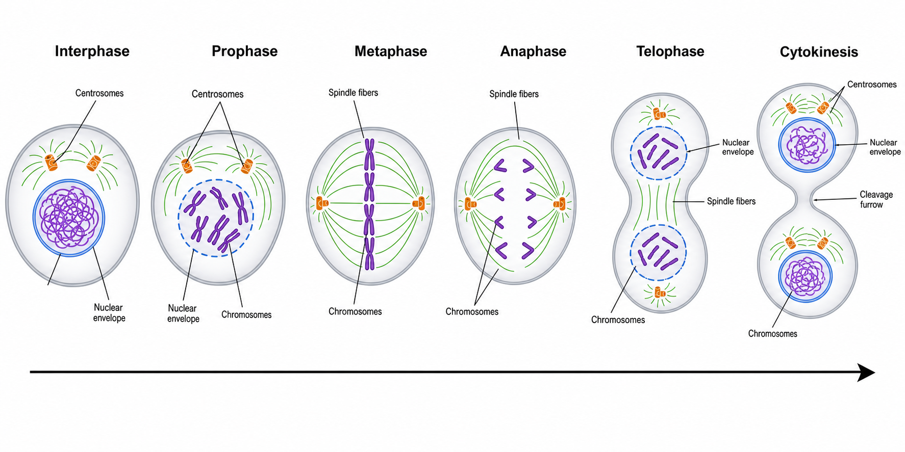 Generatore IA di diagrammi della mitosi