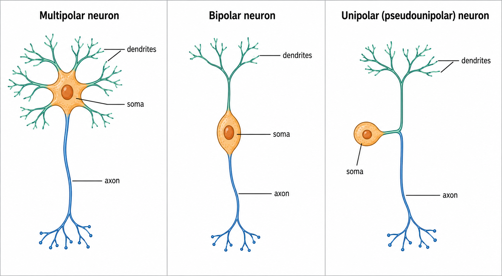 Neuron Types — Multipolar, bipolar, and unipolar neurons side by side, comparing the number and arrangement of their processes.
