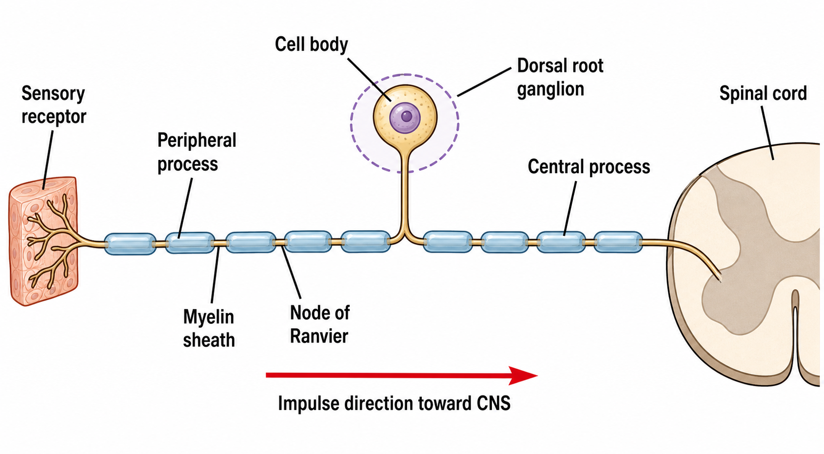 Sensory Neuron — An afferent pseudounipolar neuron from a receptor, through a dorsal root ganglion cell body, into the spinal cord.