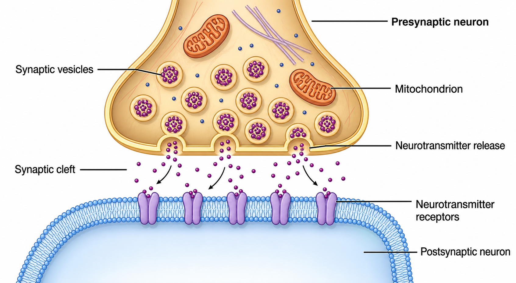 Synapse Close-up — A chemical synapse showing presynaptic vesicles, neurotransmitter release across the cleft, and postsynaptic receptors.