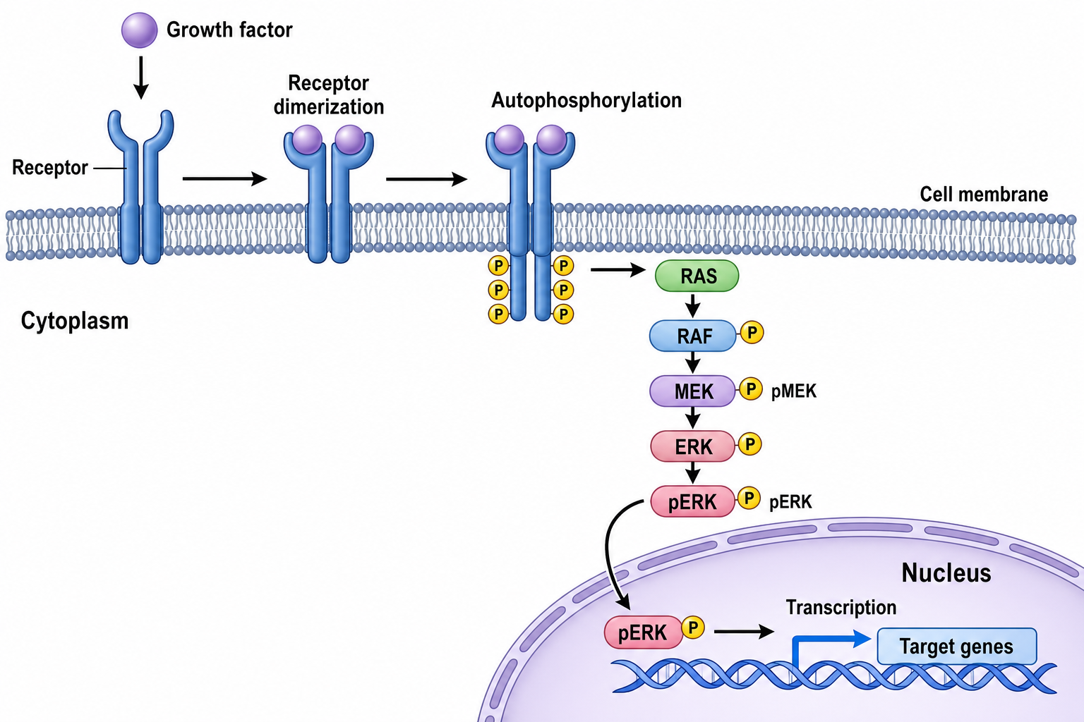 Mechanism Figure — A labeled mechanism figure showing the molecular or biological process at the heart of your paper.