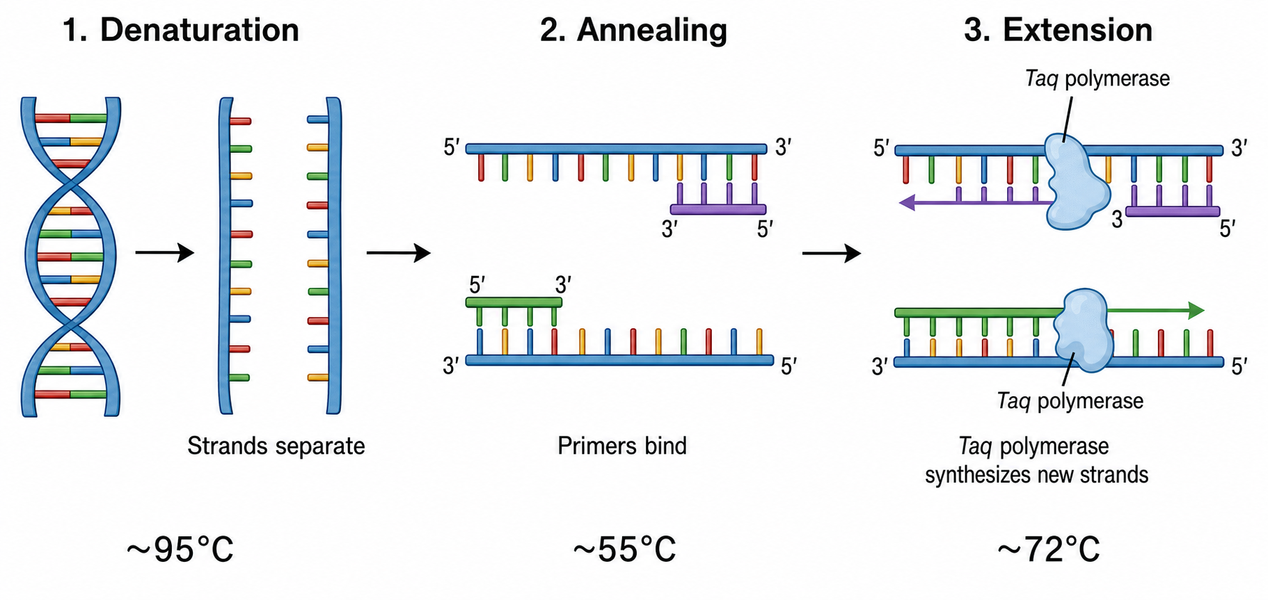 Descrivi il tuo diagramma PCR