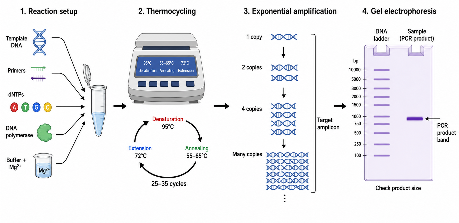 Diagrama del flujo de trabajo de PCR que muestra la preparación de la reacción, el termociclador, la amplificación exponencial y la electroforesis en gel como un flujo de izquierda a derecha