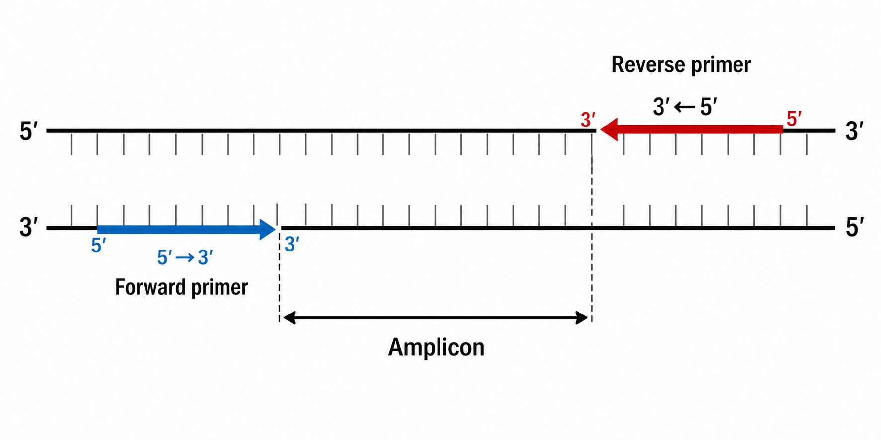 Diagrama de unión de cebadores de PCR que muestra una región diana con cebadores directo e inverso y el tramo del amplicón entre ellos etiquetado en orientación 5′→3′