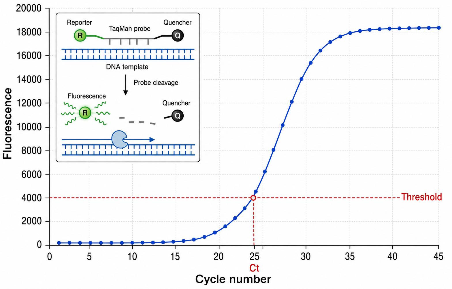Diagrama de qPCR que muestra un gráfico de amplificación de PCR en tiempo real de fluorescencia frente a número de ciclo con una curva sigmoidal, una línea de umbral y el valor Ct marcado