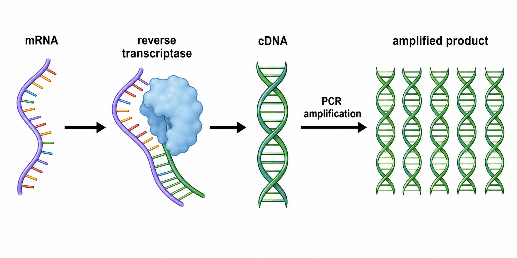 Diagrama de RT-PCR que muestra un flujo de trabajo de izquierda a derecha desde el ARNm hasta la transcripción inversa a ADNc y la amplificación por PCR con cada componente etiquetado