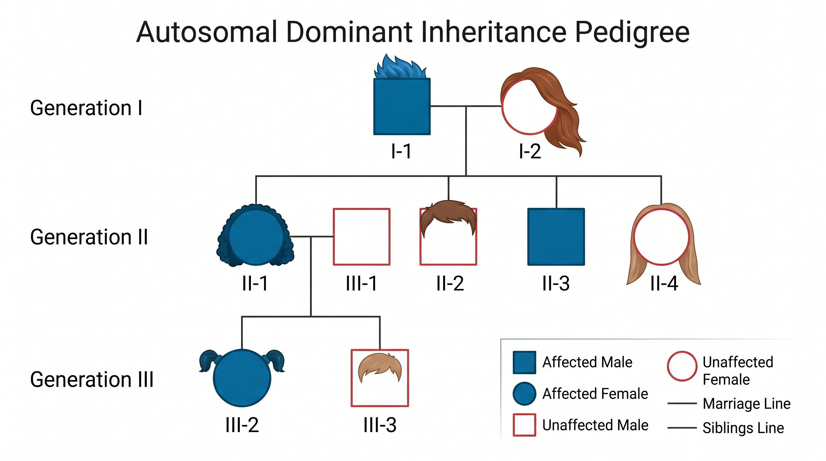 Autosomal-dominantes Merkmal — Dreigenerationiger Stammbaum für eine dominante Erkrankung wie Huntington-Krankheit, die von einem betroffenen Elternteil auf die Hälfte der Nachkommen weitergegeben wird.